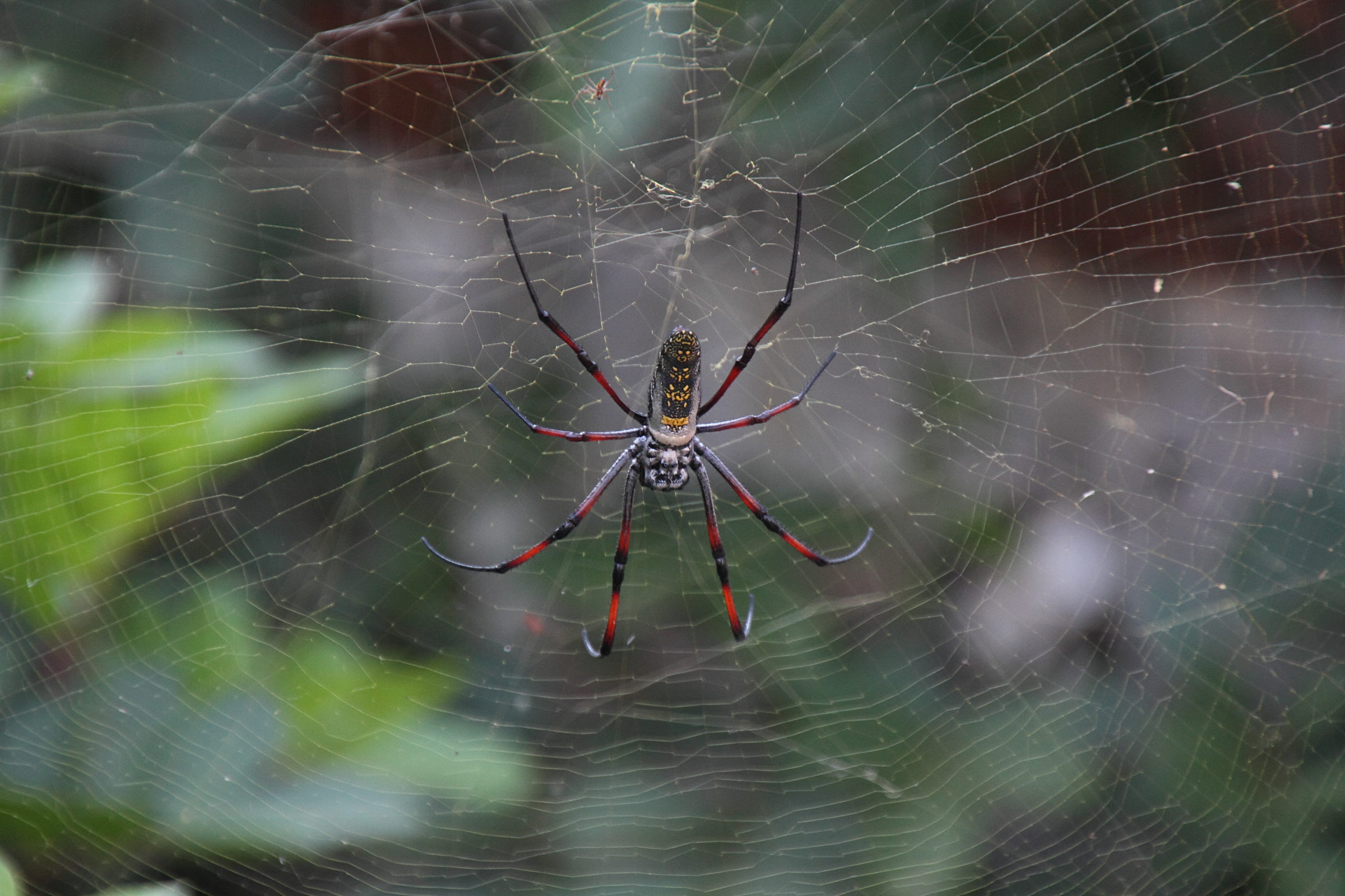 nephila_inaurata_madagascariensis4md
