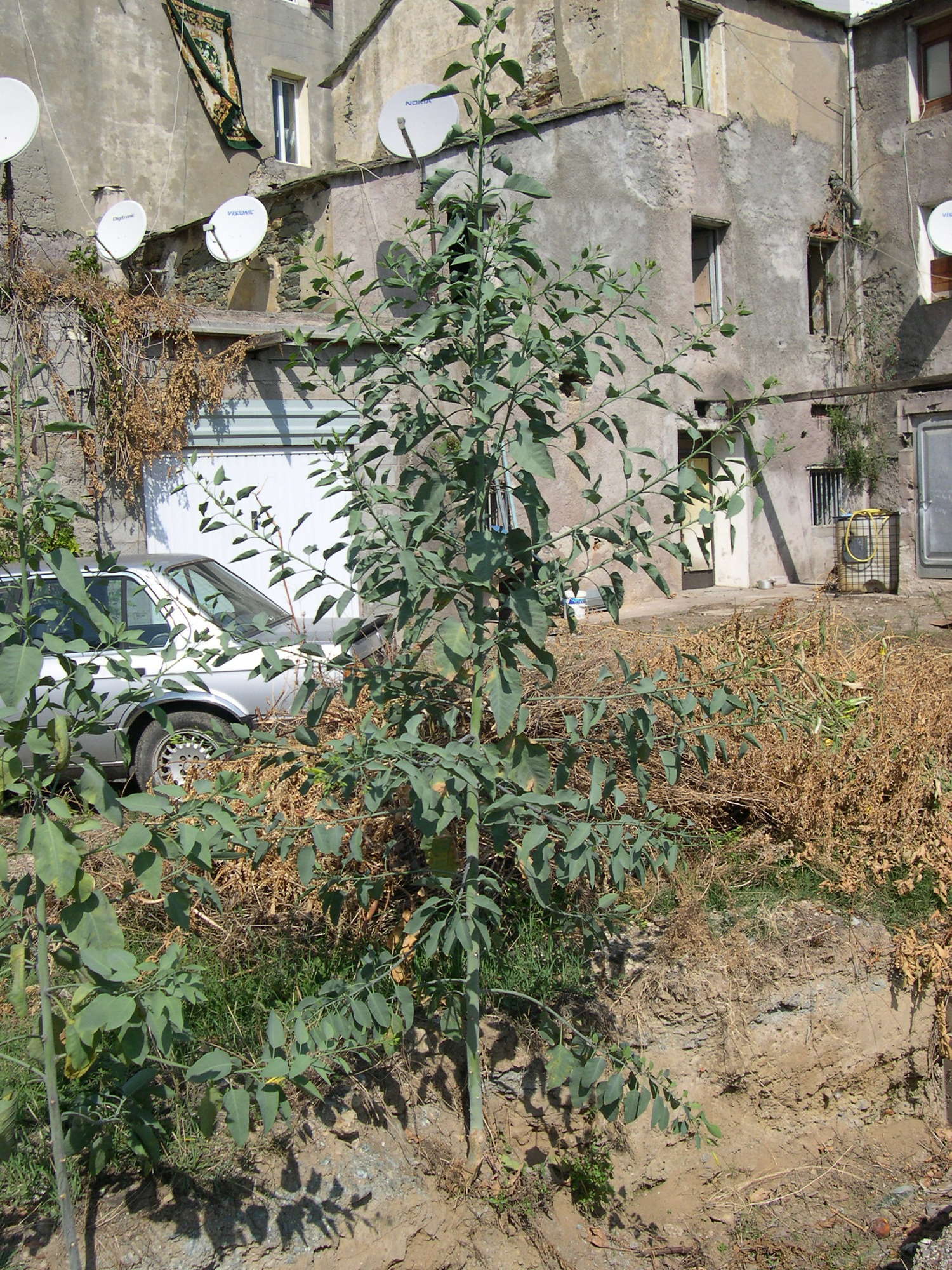 nicotiana_glauca4bmd