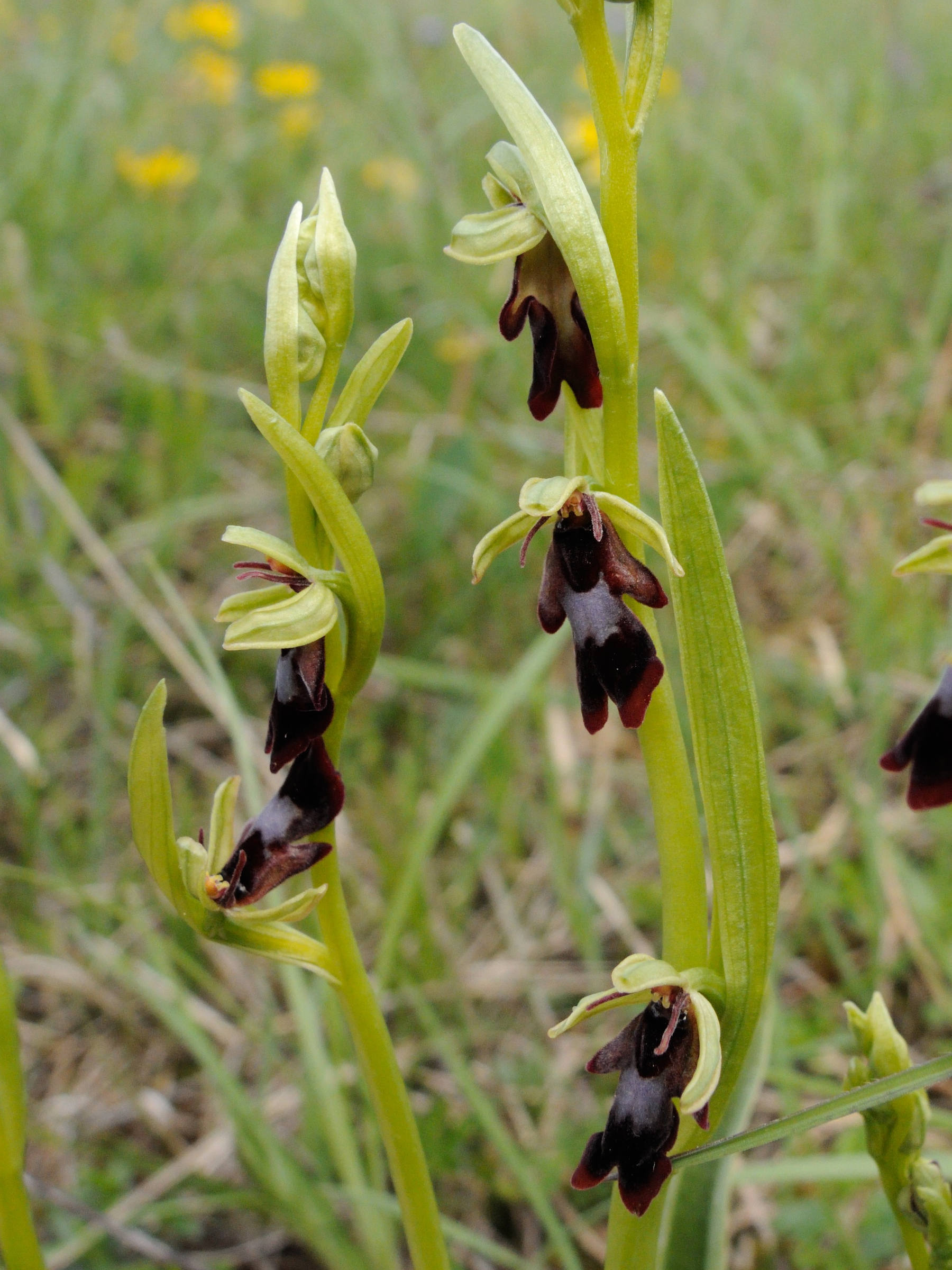 Afficher le média ophrys_insectifera5md ophrys_insectifera5md