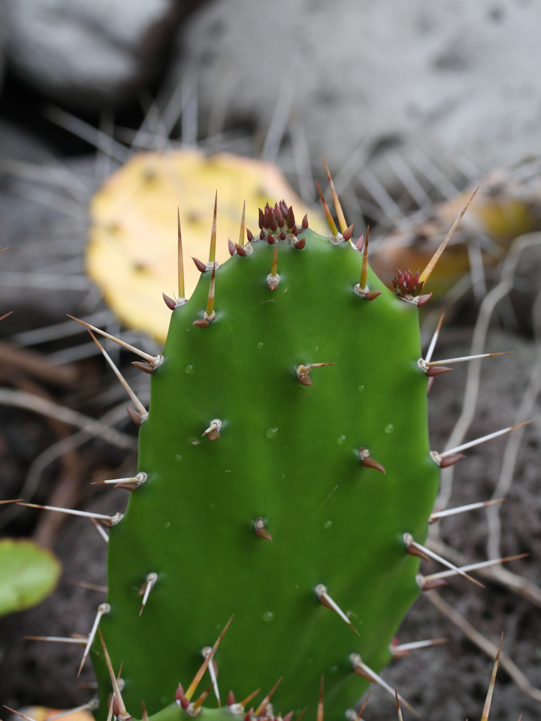 opuntia_monacantha6md