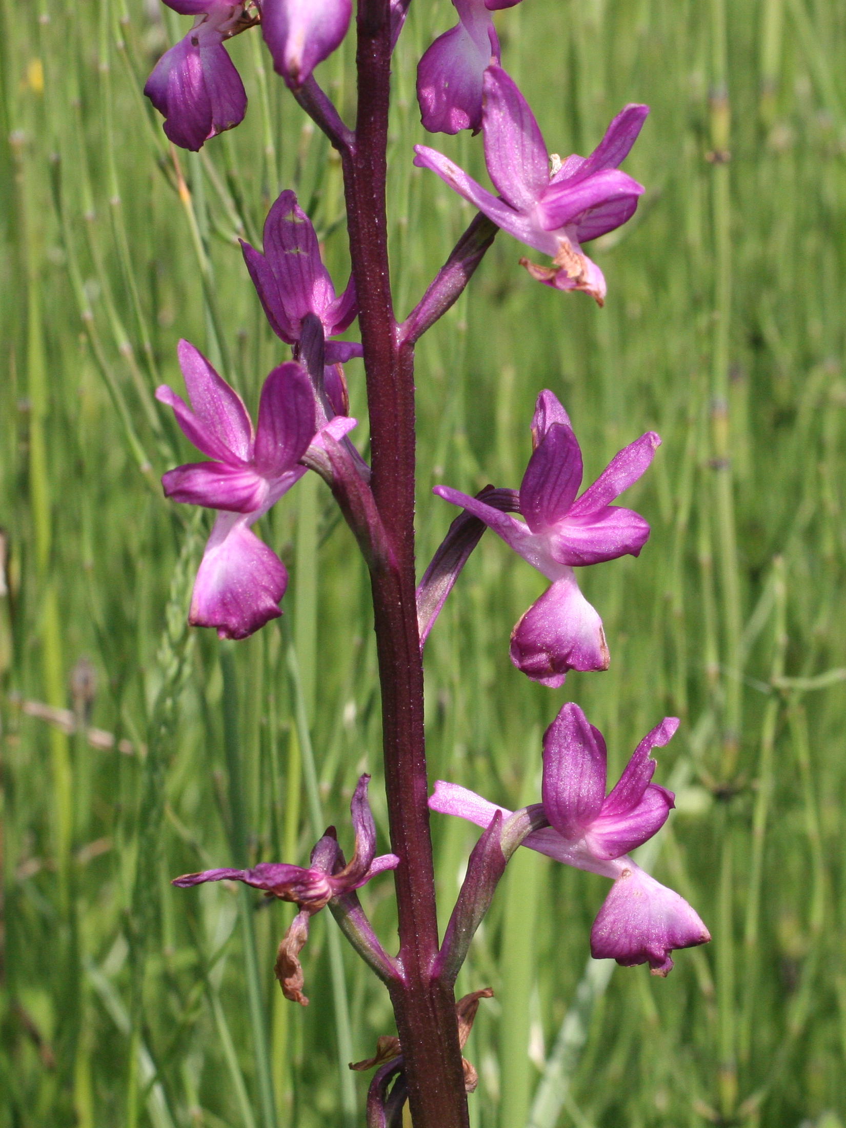 orchis_laxiflora3md