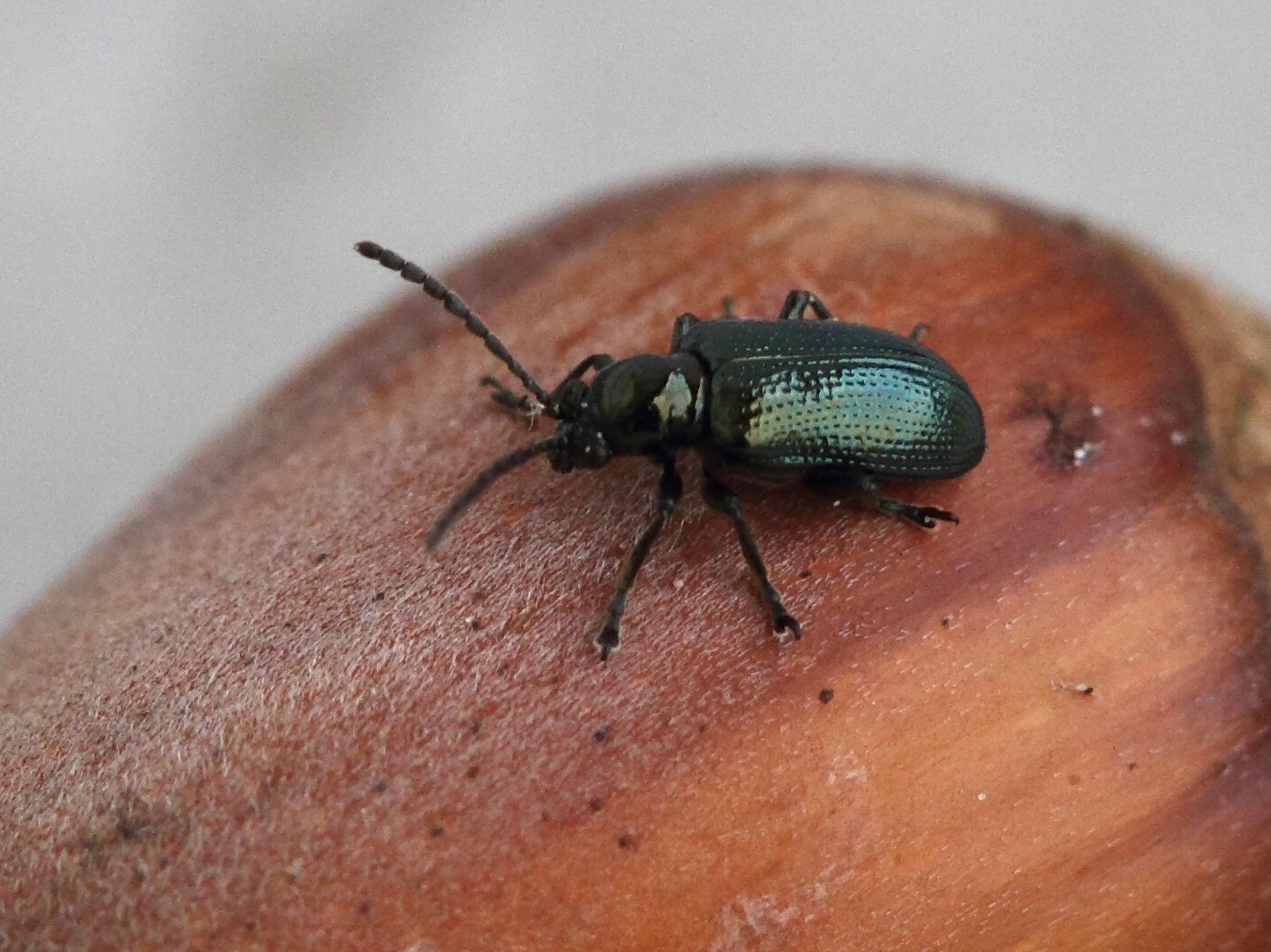 Afficher le média oulema_gallaeciana1bd oulema_gallaeciana1bd