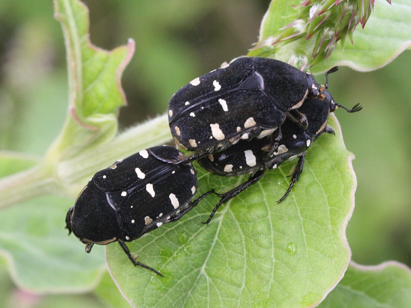 oxycetonia_versicolor2md