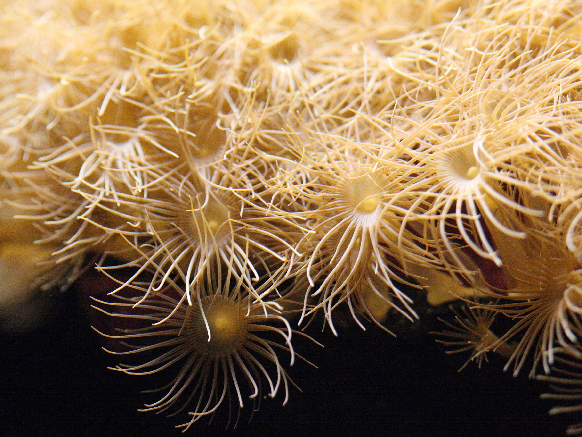 parazoanthus_gracilis2bd