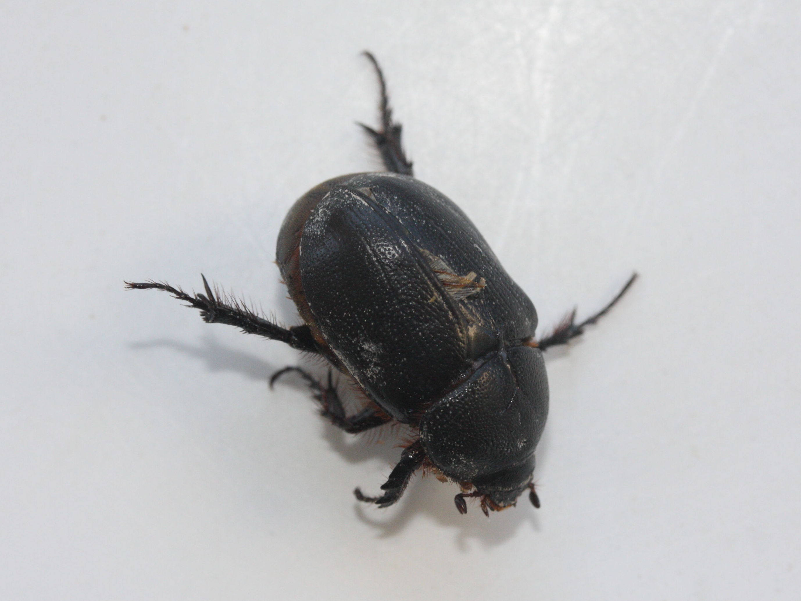 pentodon_algerinus1md