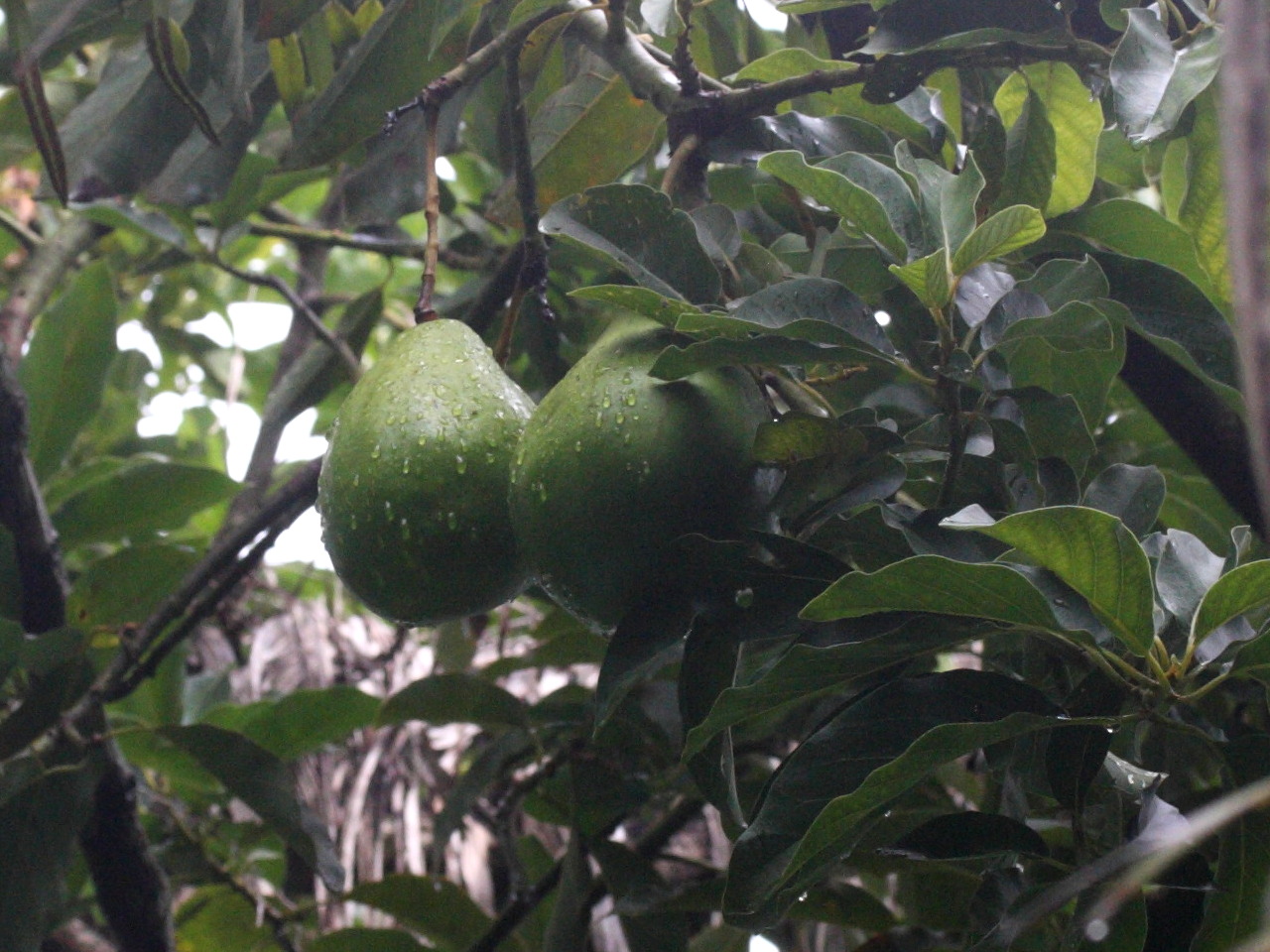 persea_americana3bmd