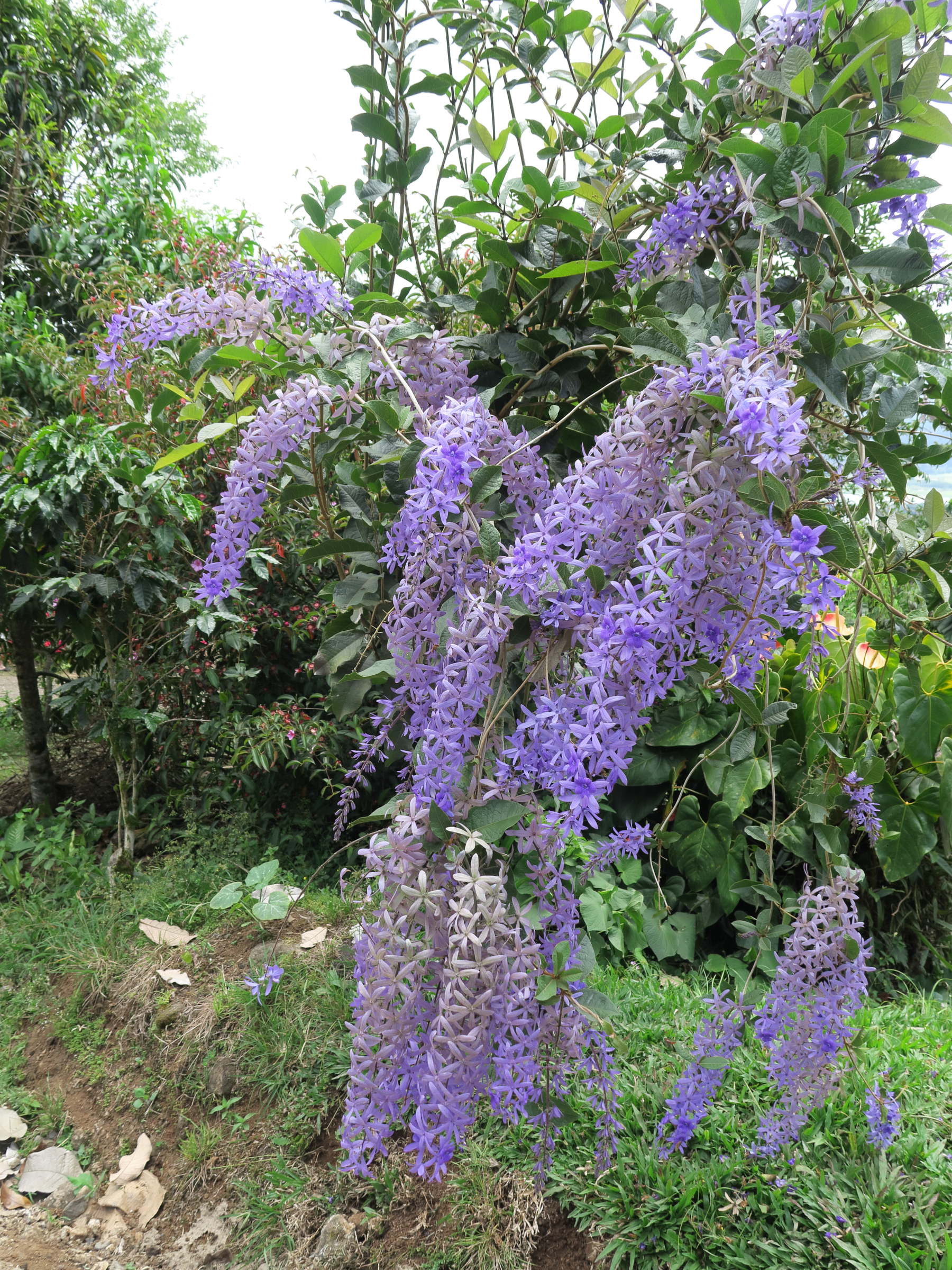 petrea_volubilis5md