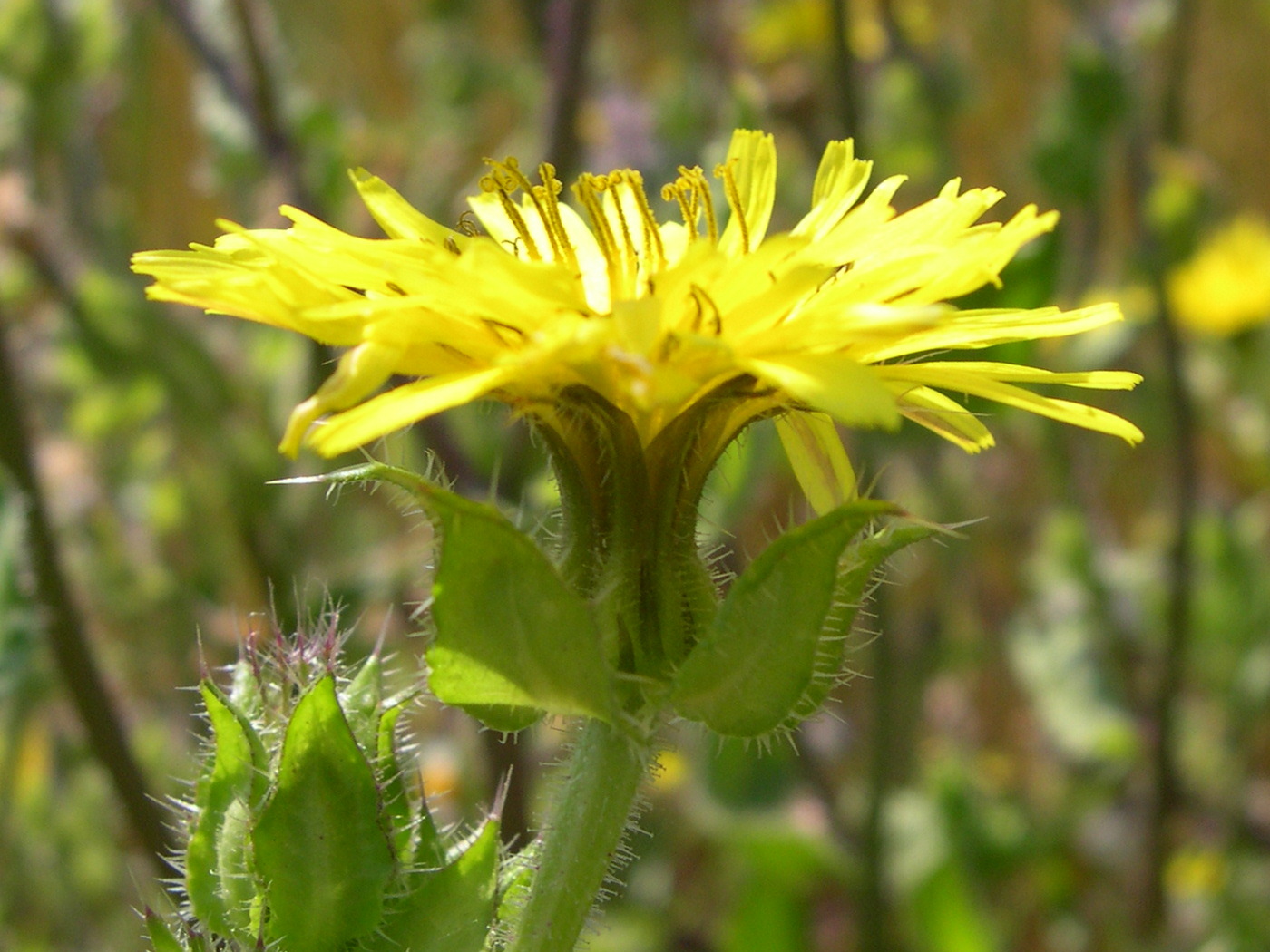 Afficher le média picris_echioides6md picris_echioides6md