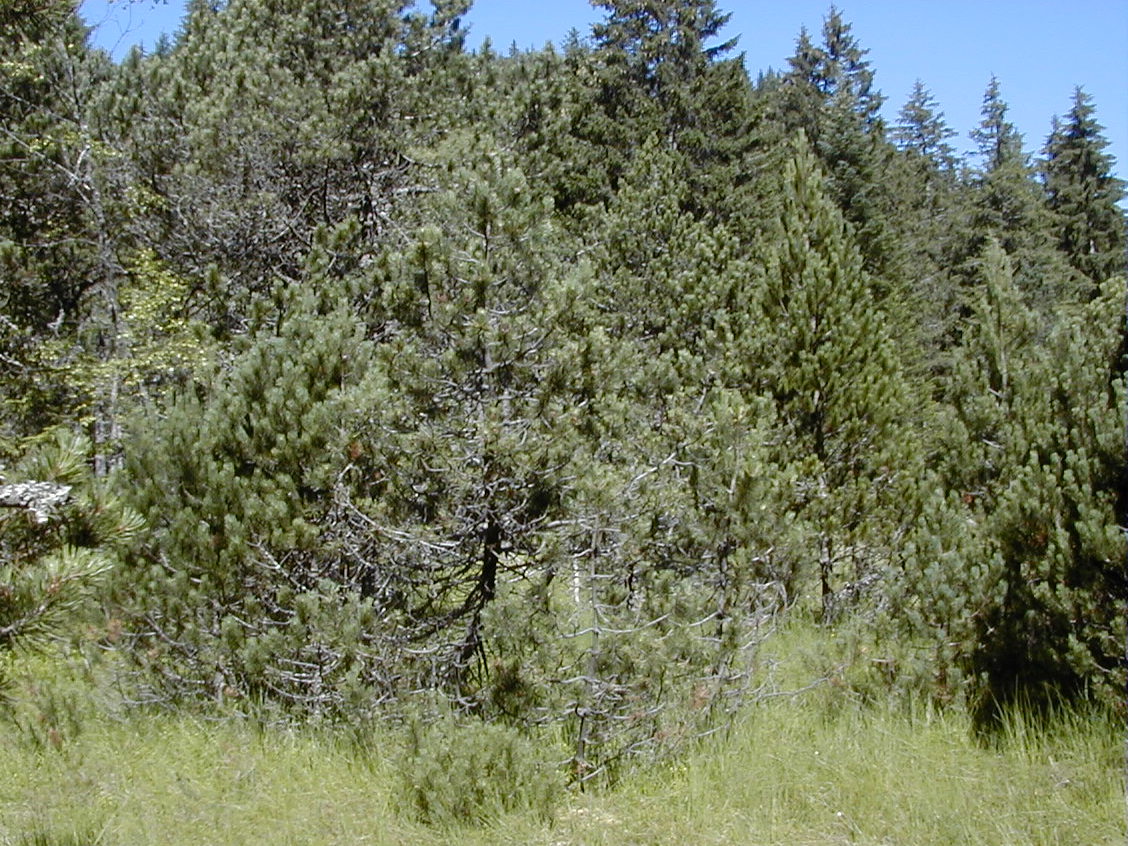 pinus_uncinata1md