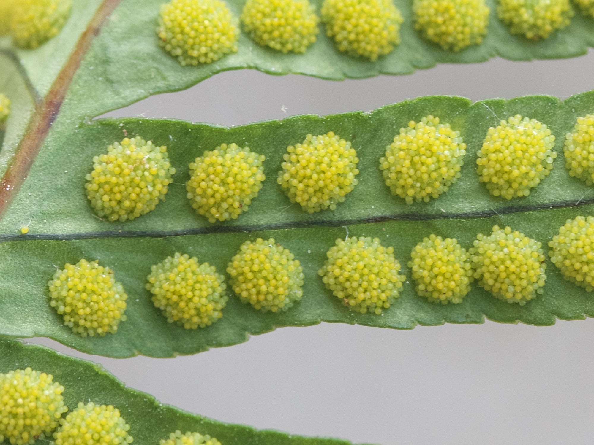 Afficher le média polypodium_vulgare6md polypodium_vulgare6md