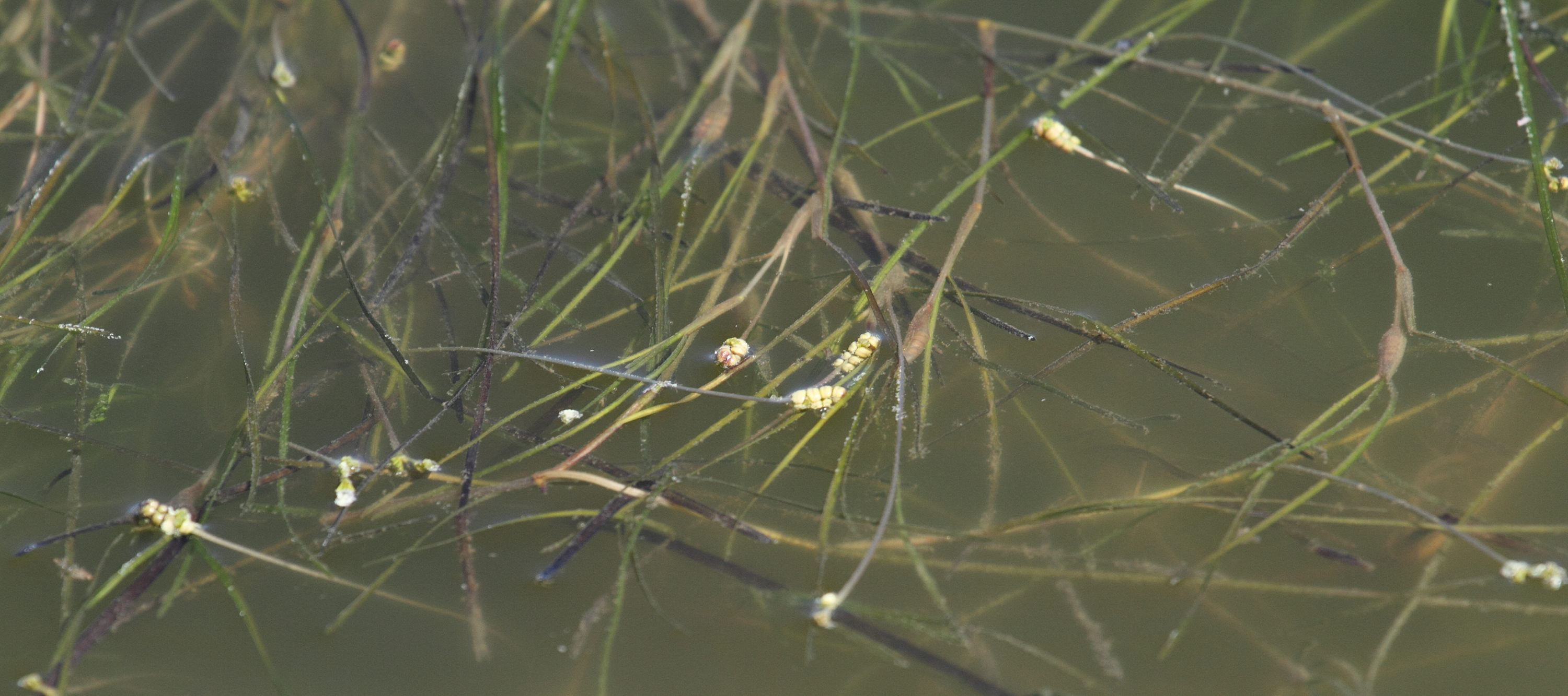 potamogeton_trichoides1bbd