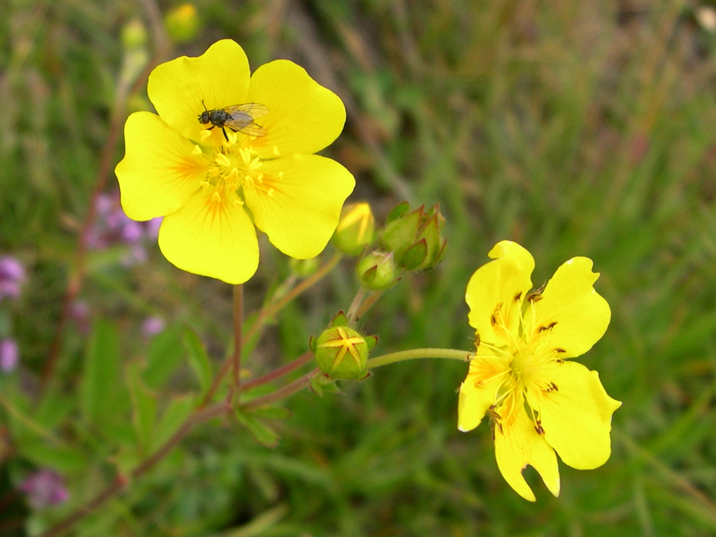 potentilla_grandiflora3md
