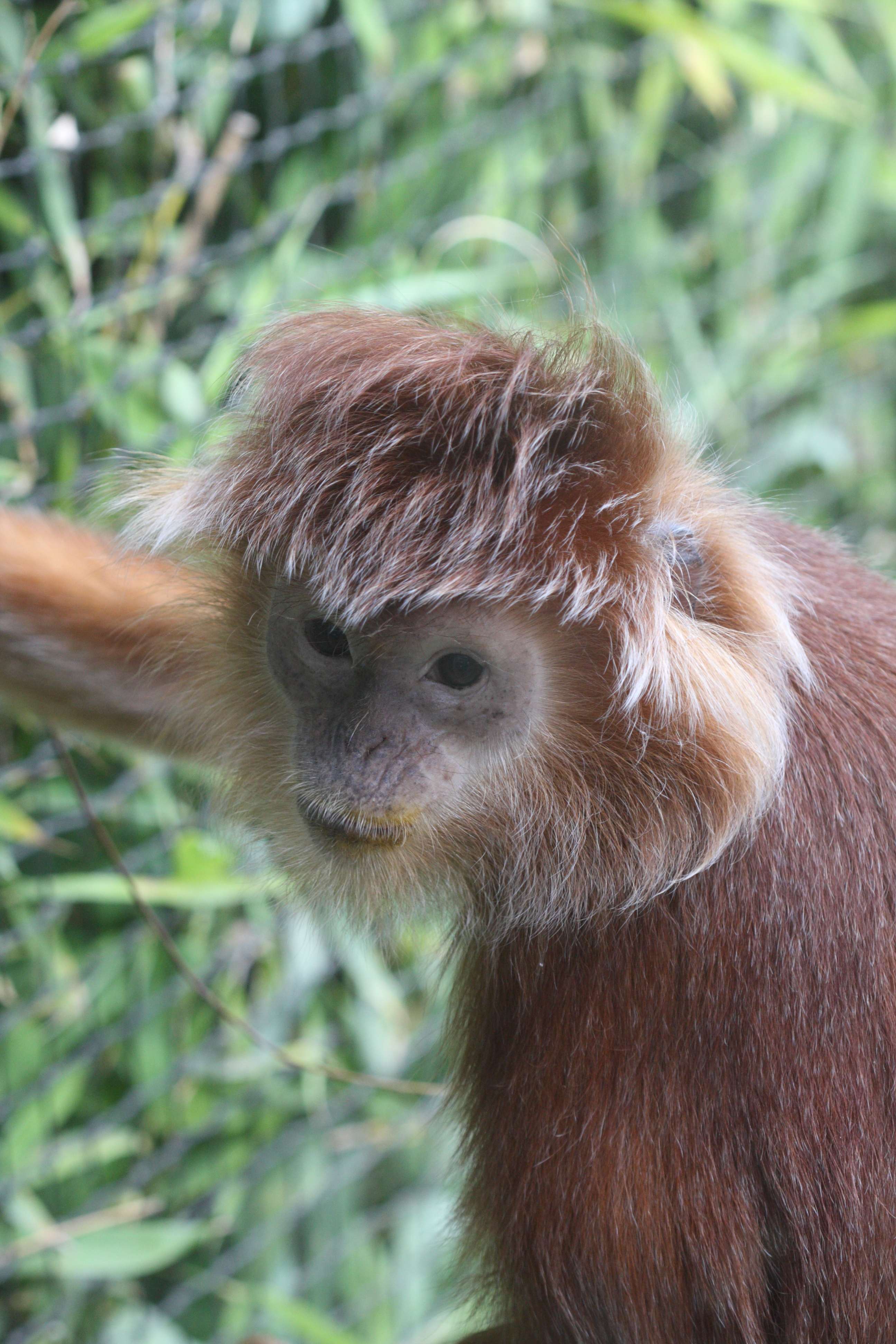 presbytis_cristatus2bd