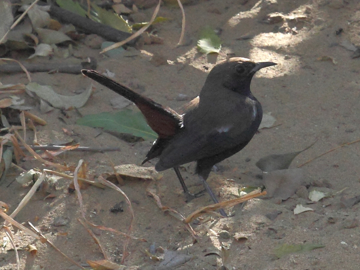 pseudotraquet_indien_-_saxicoloides_fulicatus_cambaiensis2bd