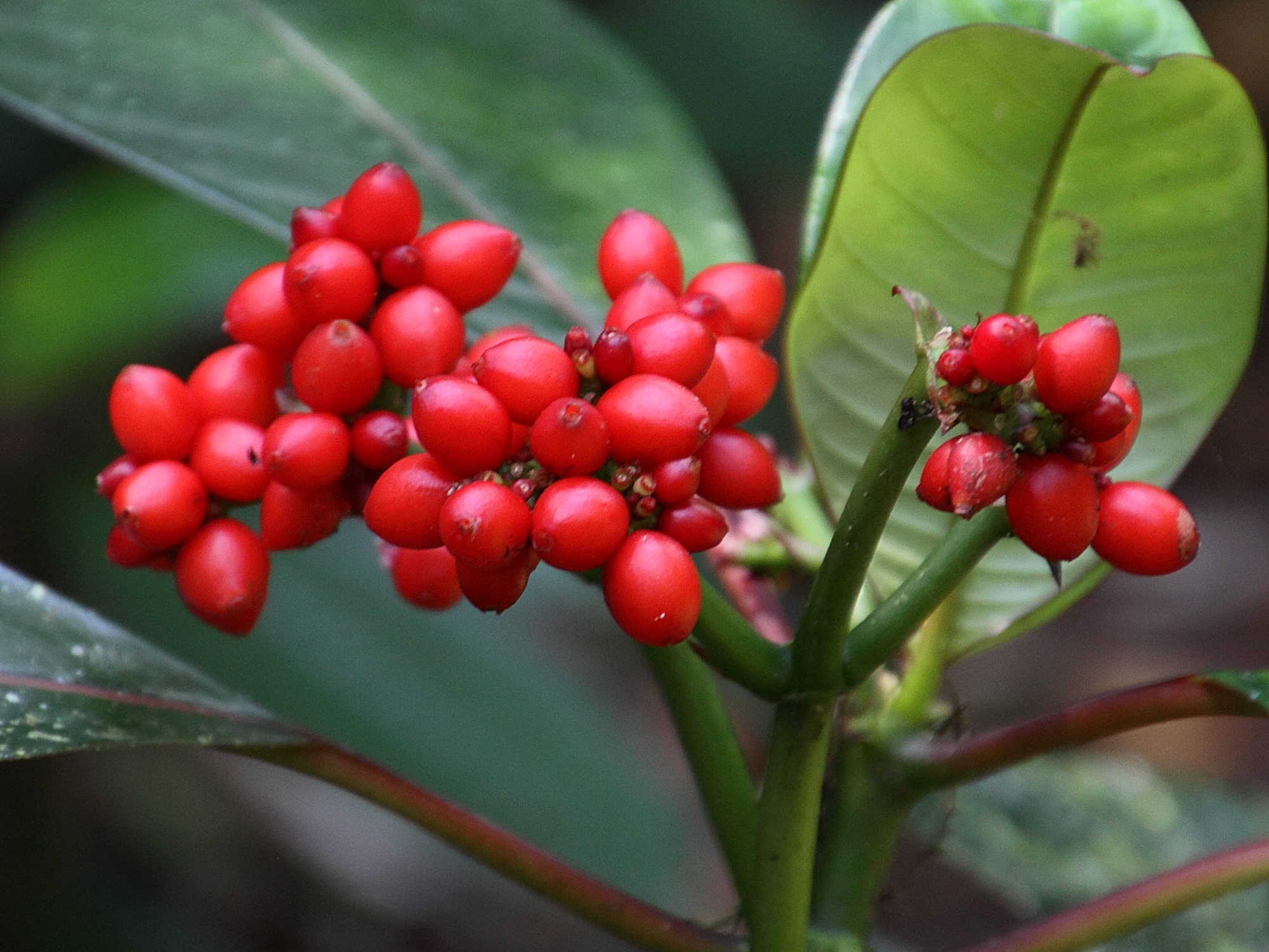 psychotria_uliginosa5md