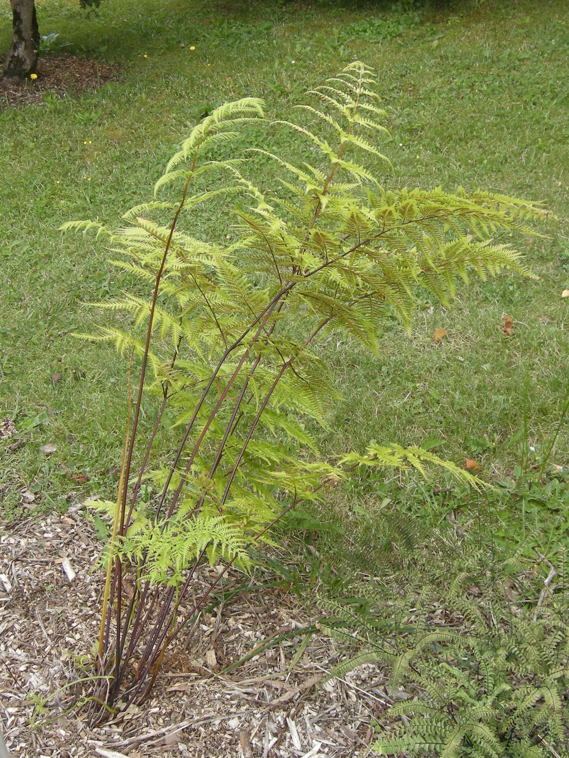 pteris_tremula1bd