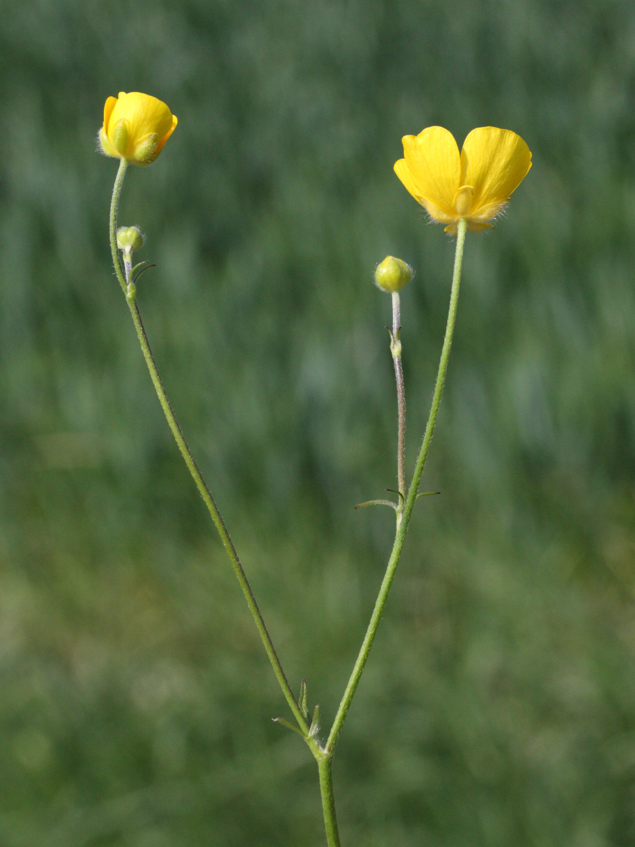 Afficher le média ranunculus_acris5md ranunculus_acris5md