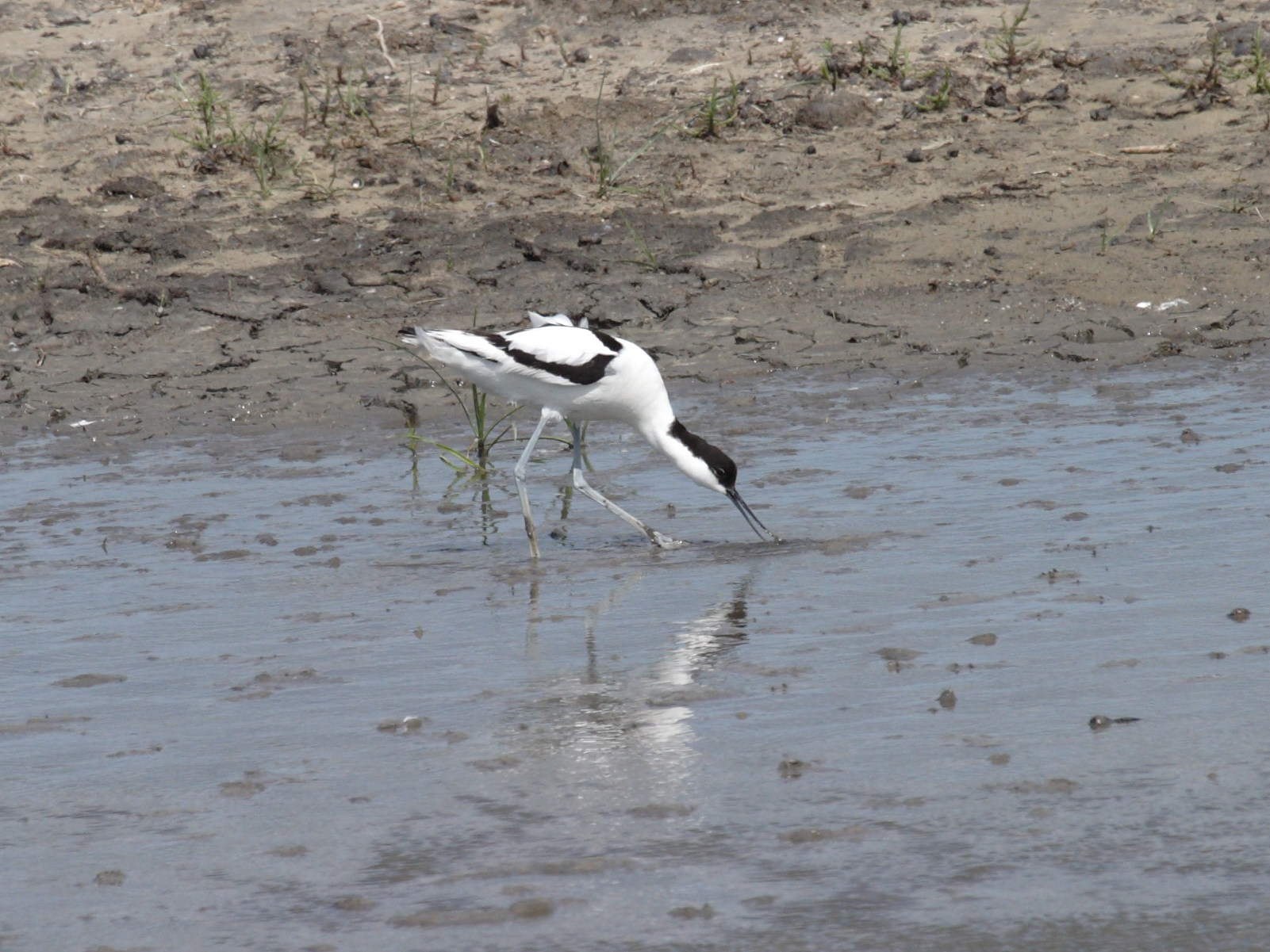 Afficher le média Recurvirostra_avosetta Recurvirostra_avosetta