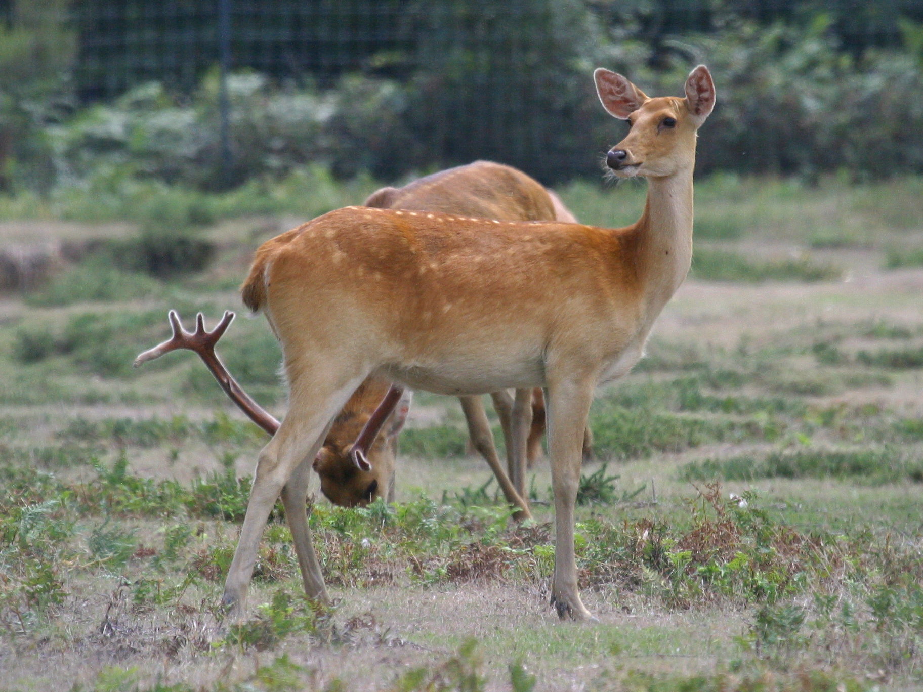 rucervus_duvaucelii3bd