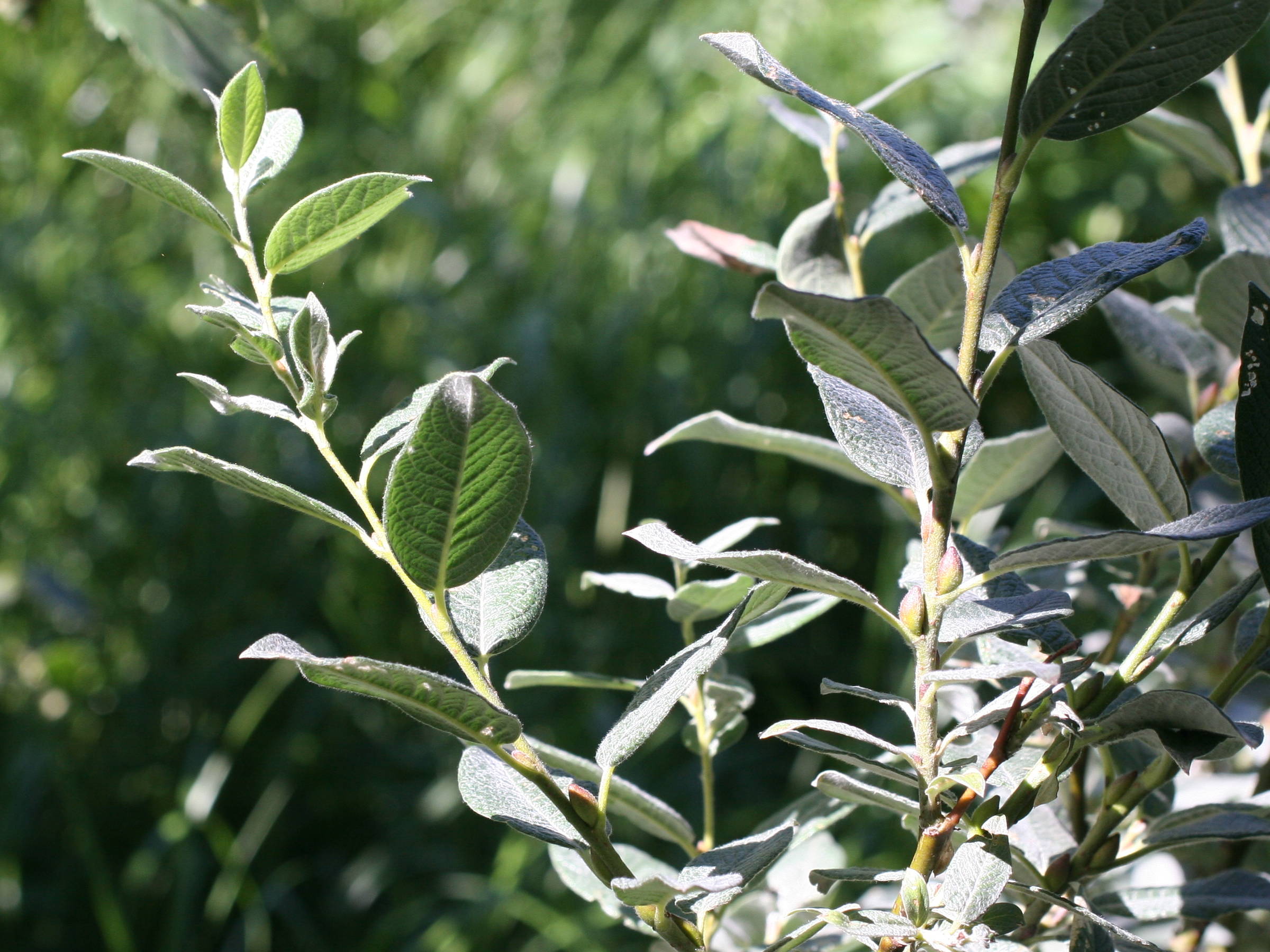 Afficher le média salix_lapponum4md salix_lapponum4md