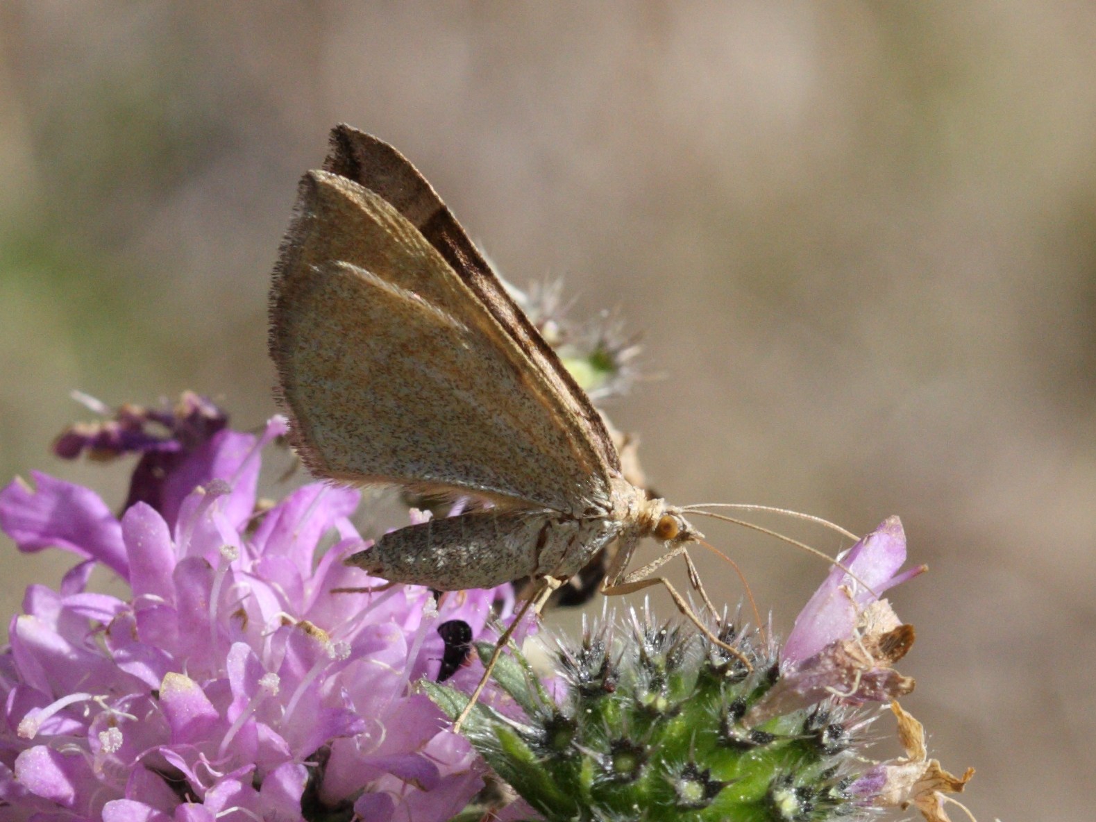 Afficher le média scotopteryx_chenopodiata8md scotopteryx_chenopodiata8md