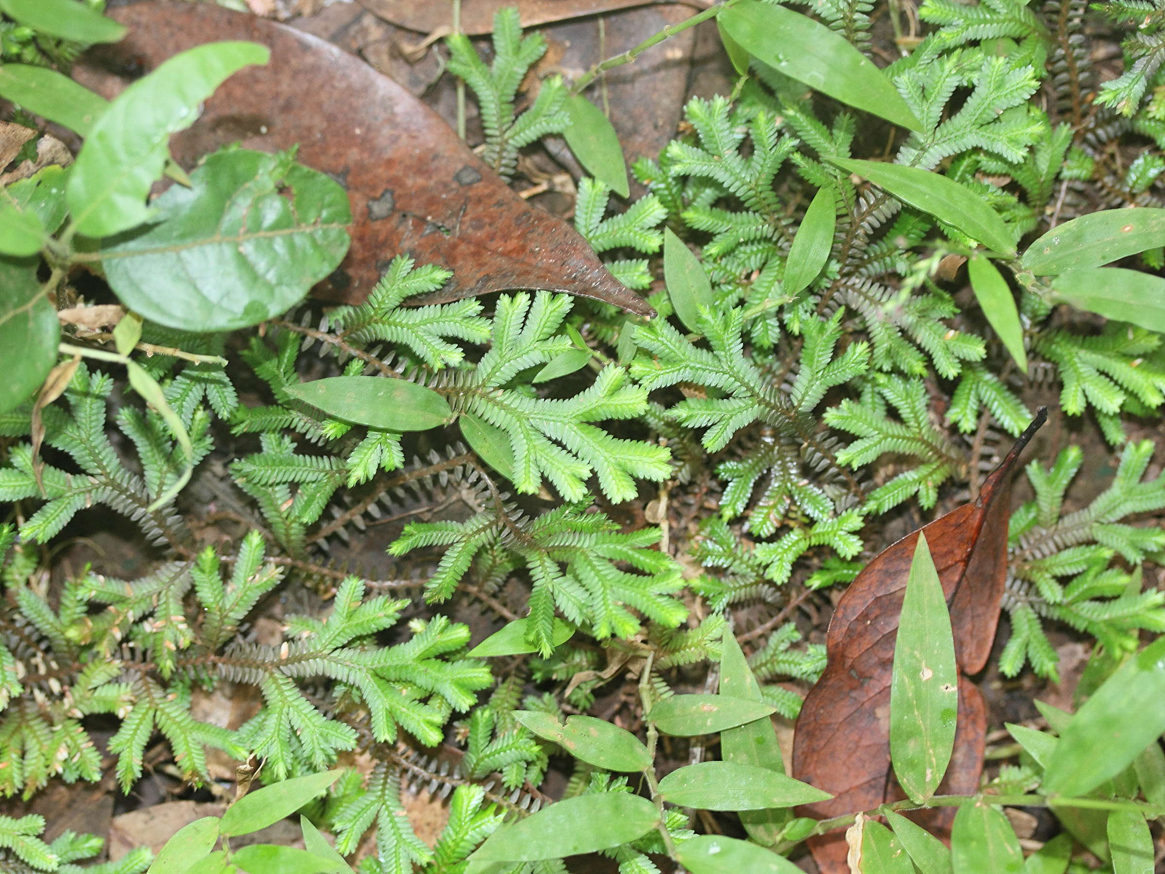 selaginella_fissidentoides2md