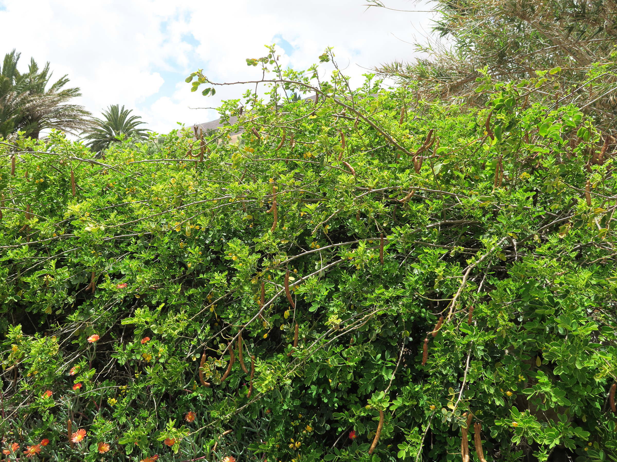 senna_bicapsularis3md