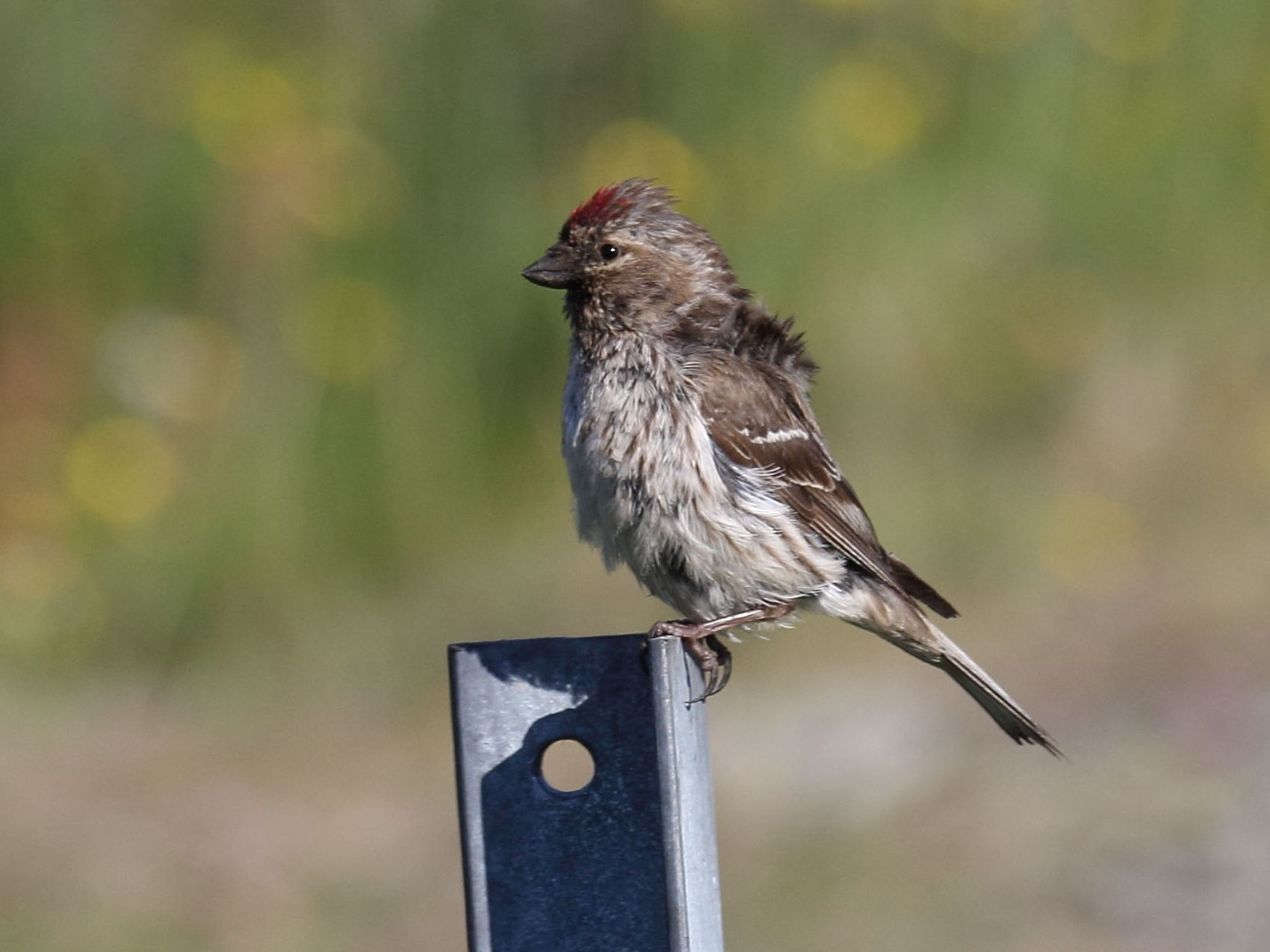 sizerin_flamme_-_acanthis_flammea1sd