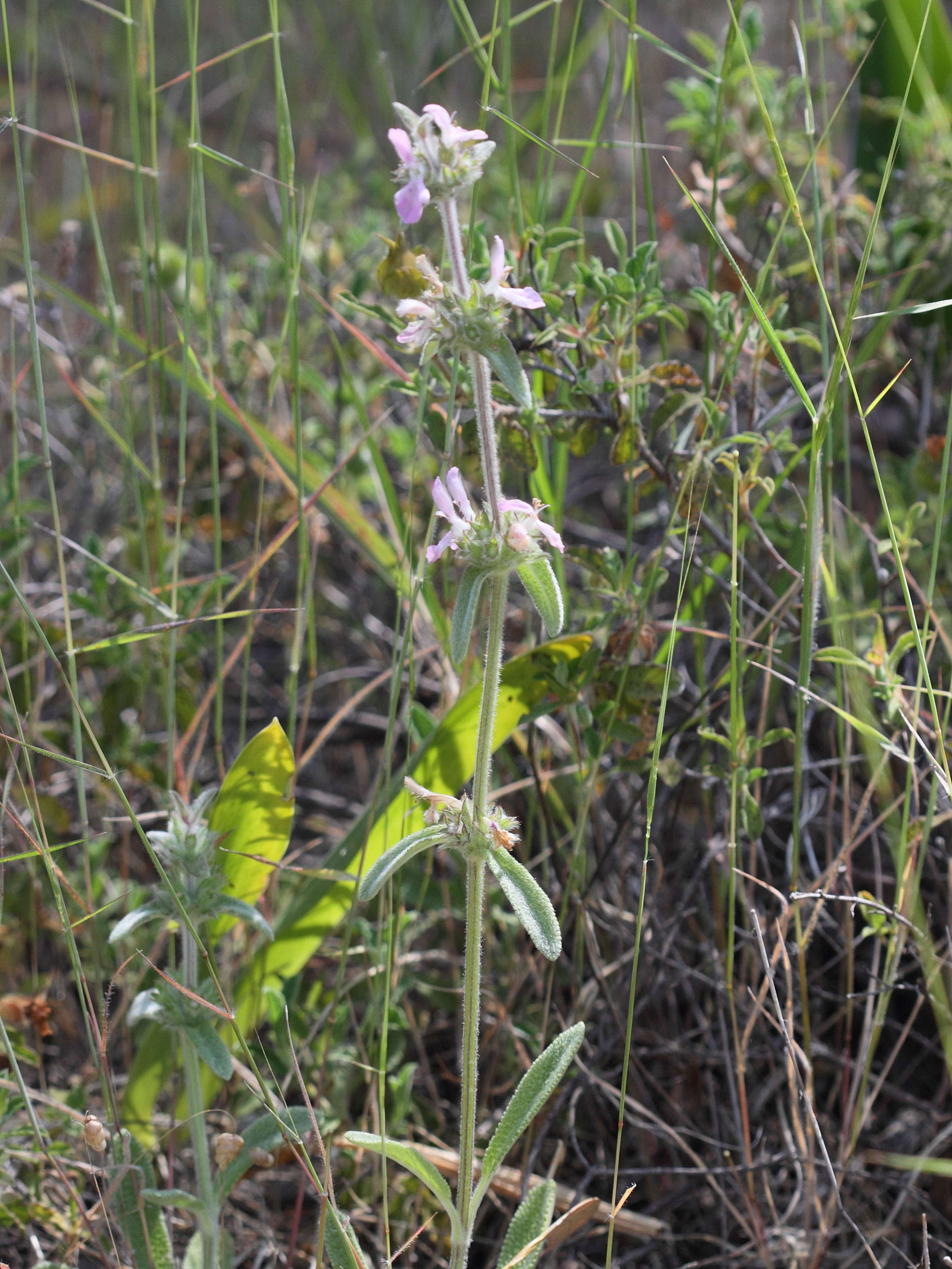 Afficher le média stachys_cretica1bd stachys_cretica1bd