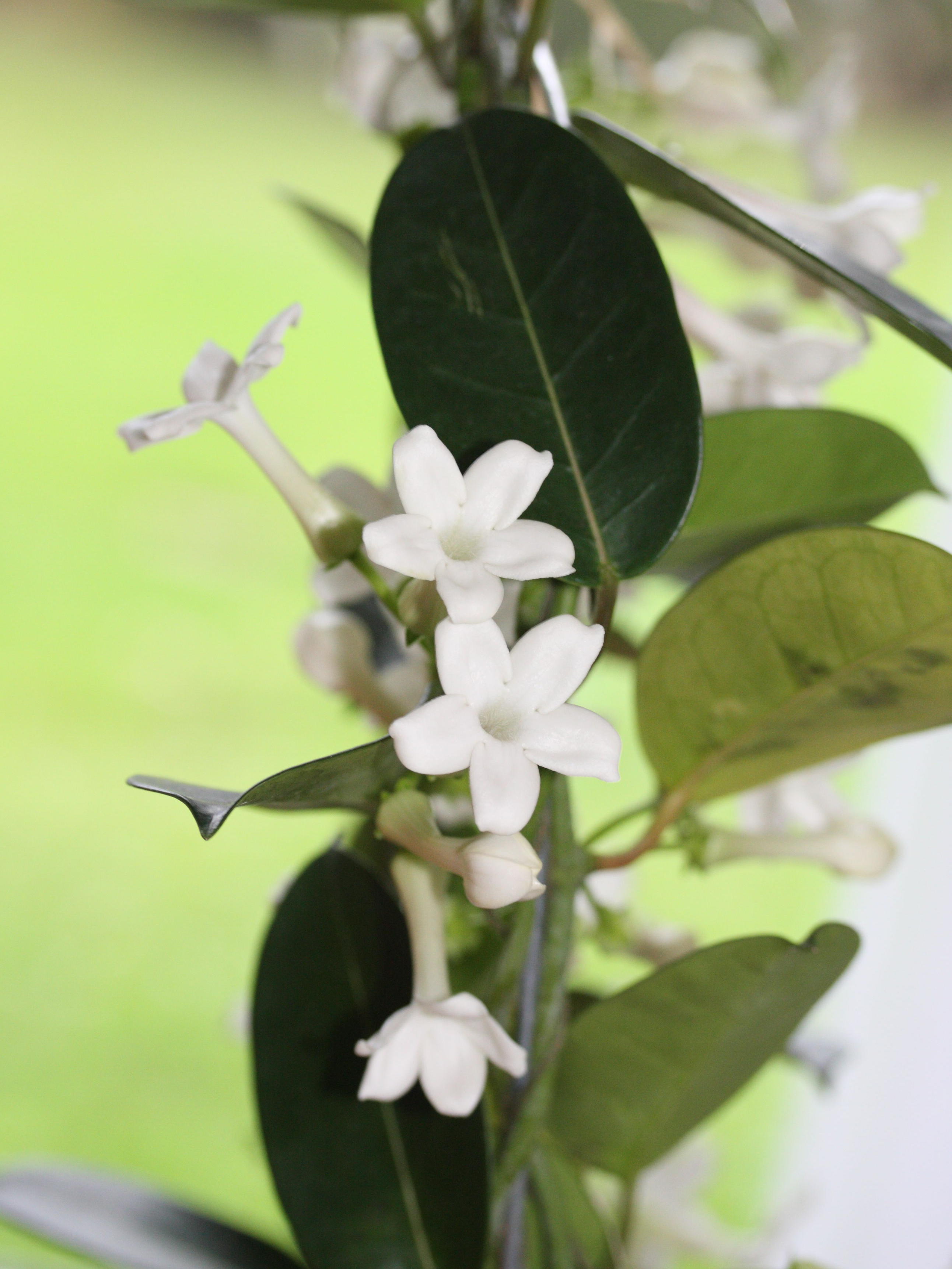 Afficher le média stephanotis_floribunda1md stephanotis_floribunda1md