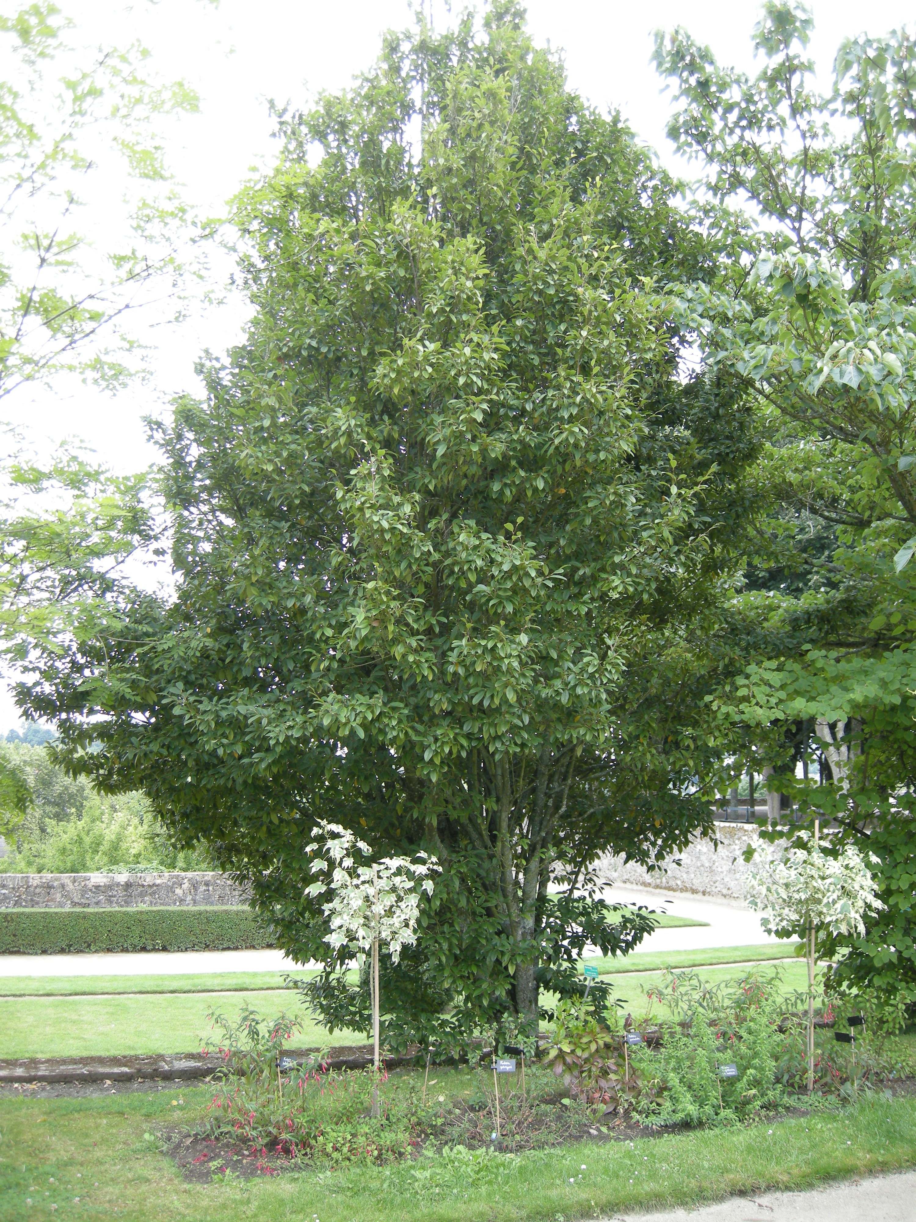 sycopsis_sinensis1bd