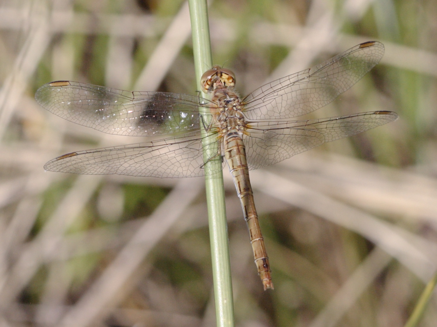 Afficher le média sympetrum_striolatum1bd sympetrum_striolatum1bd