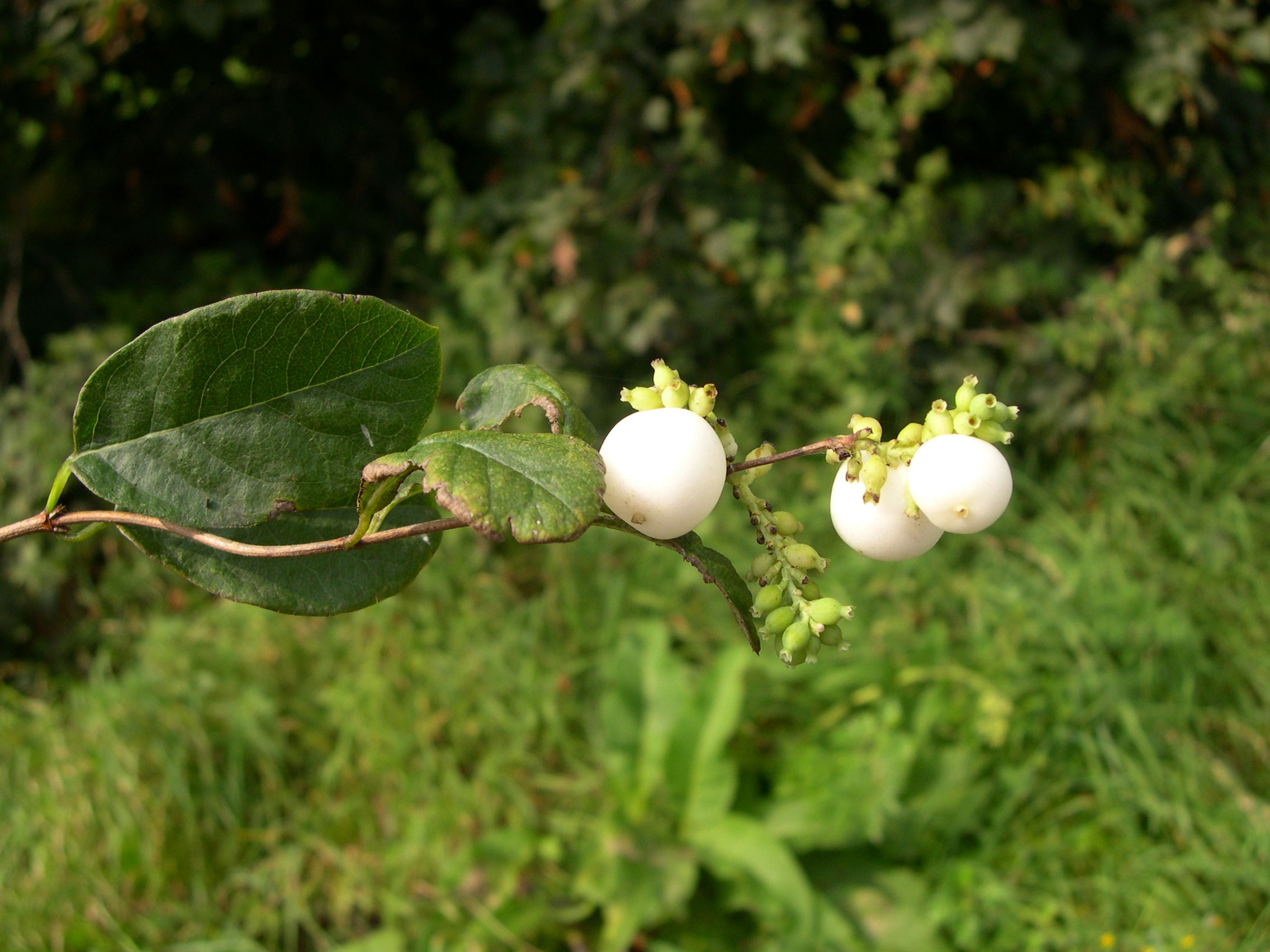 symphoricarpos_albus5md