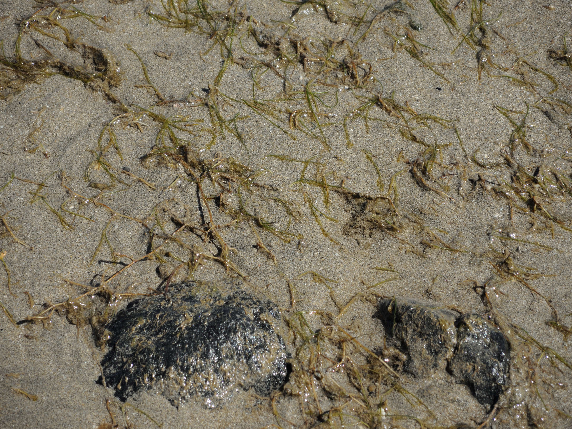 syringodium_isoetifolium2md