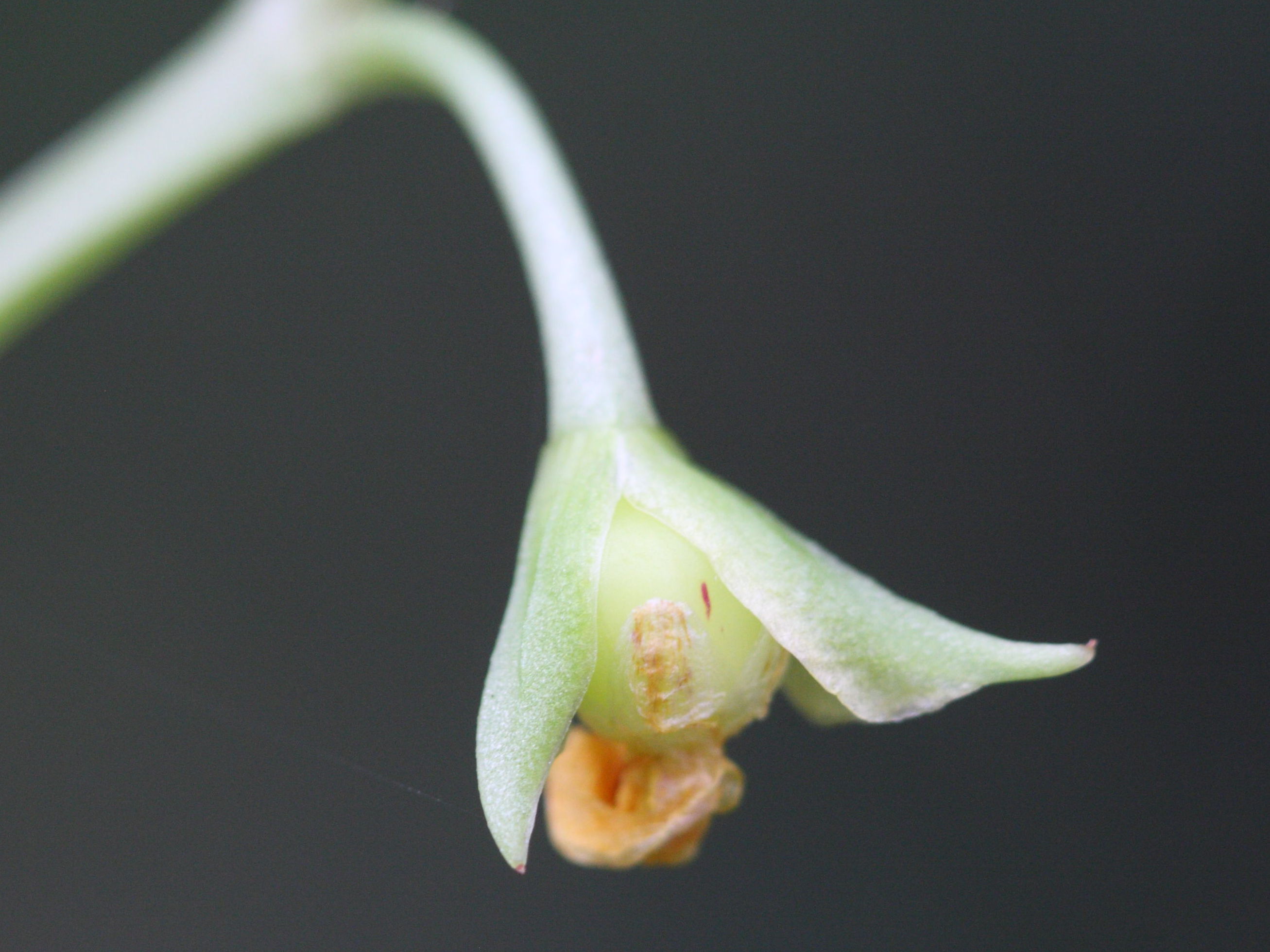 talinum_fruticosum4md