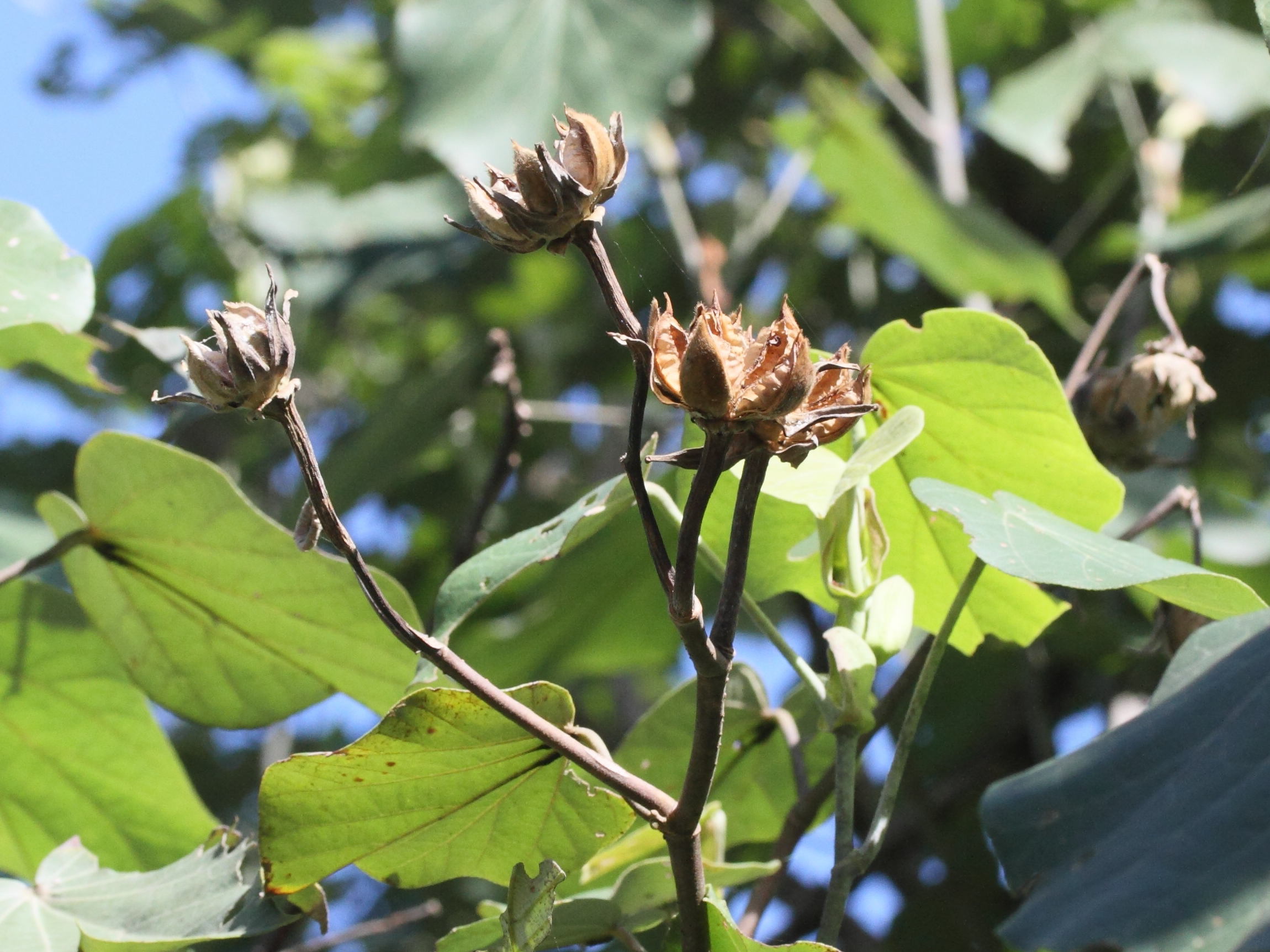 Afficher le média talipariti_tiliaceum4md talipariti_tiliaceum4md