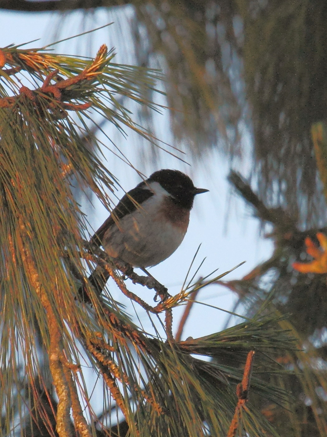 tarier_d-afrique_-_saxicola_torquatus1bd