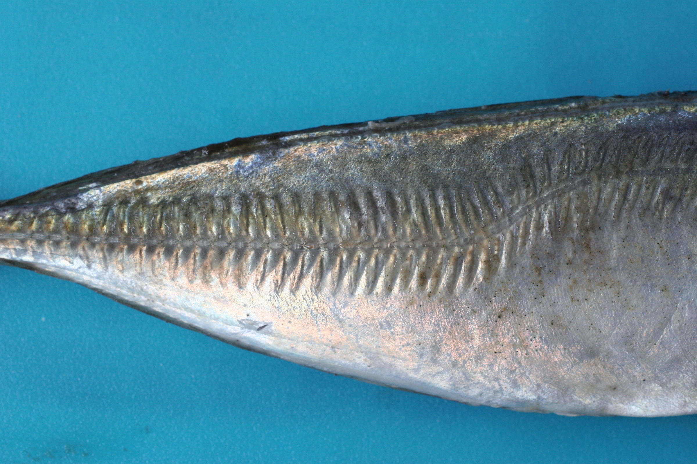 trachurus_trachurus2md