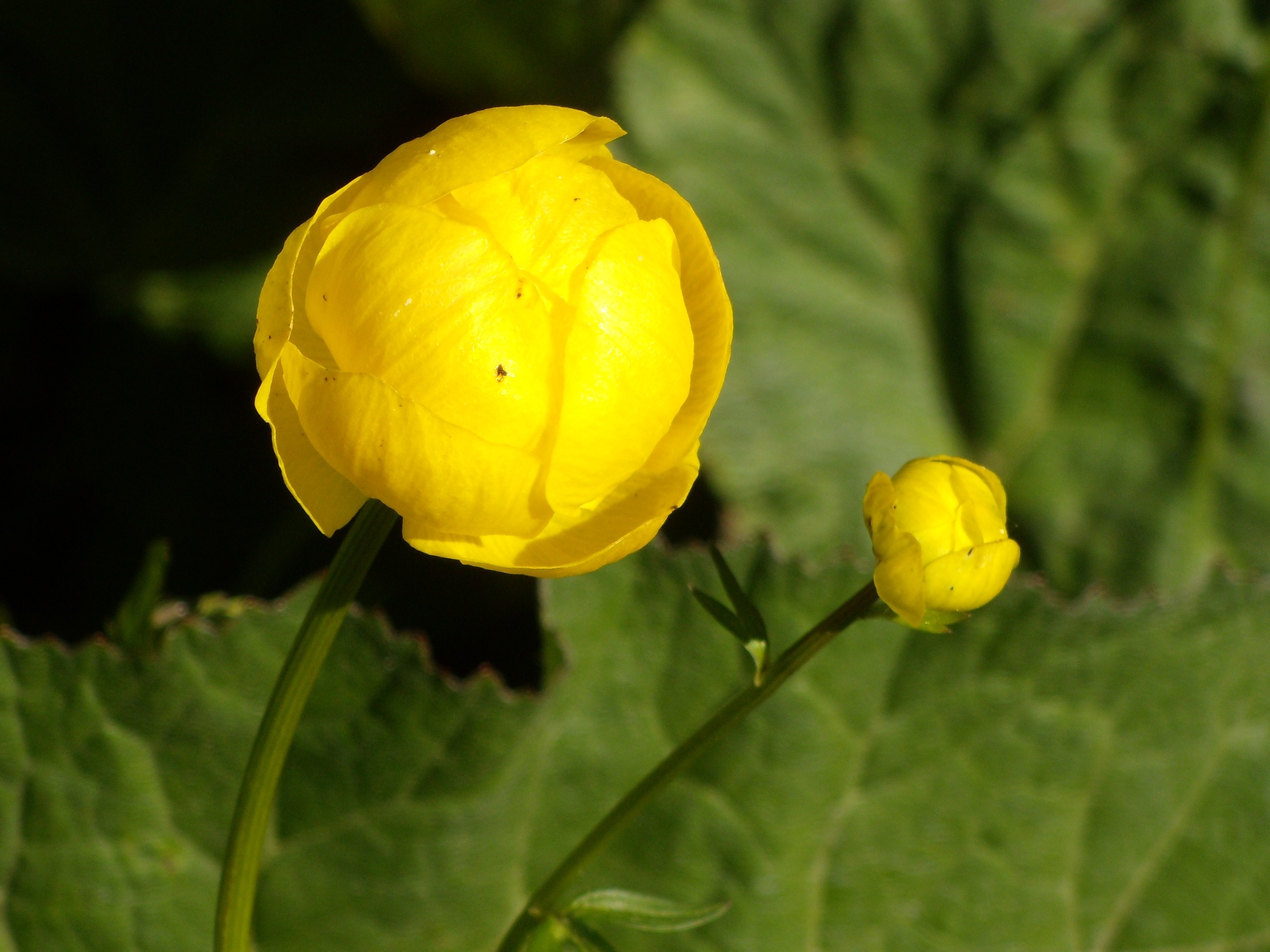 trollius_europaeus5gv