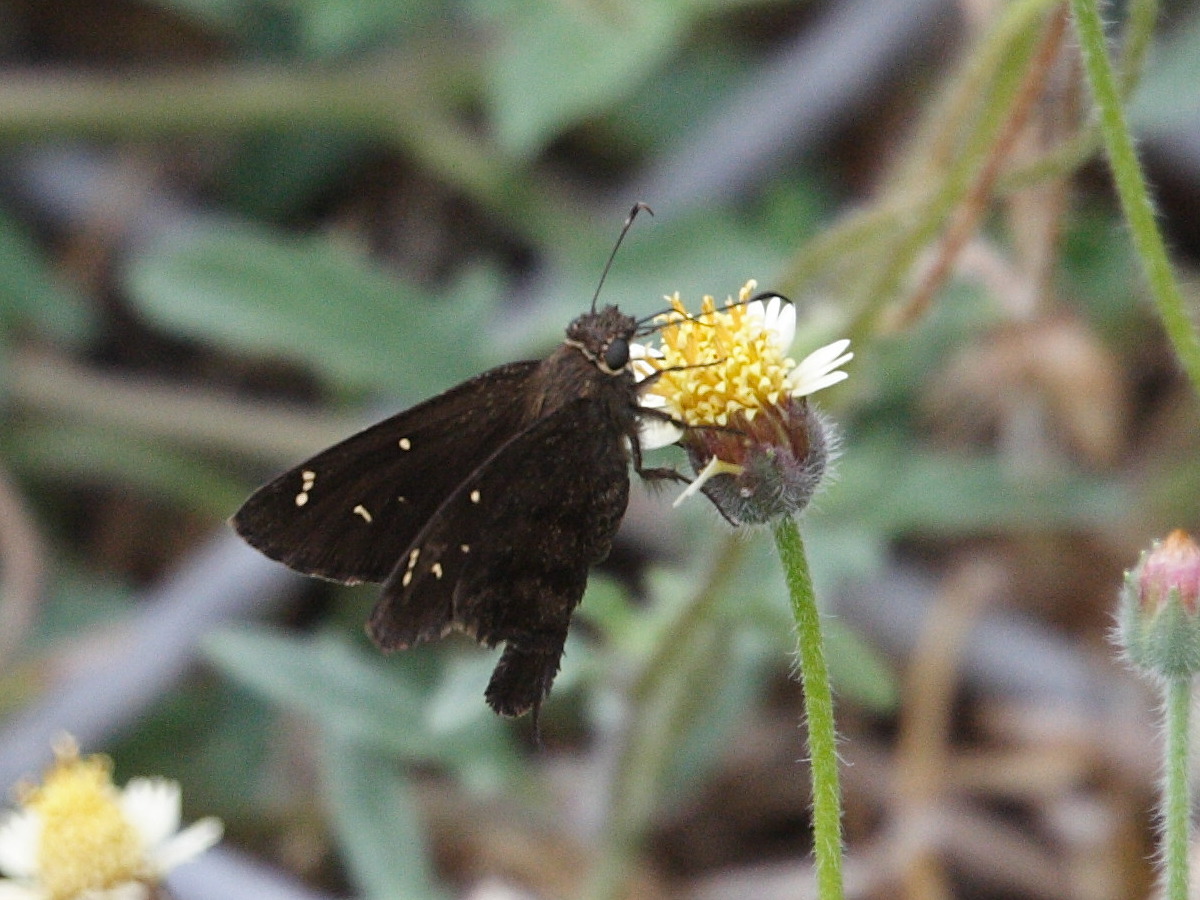 urbanus_dorantes_obscurus1md