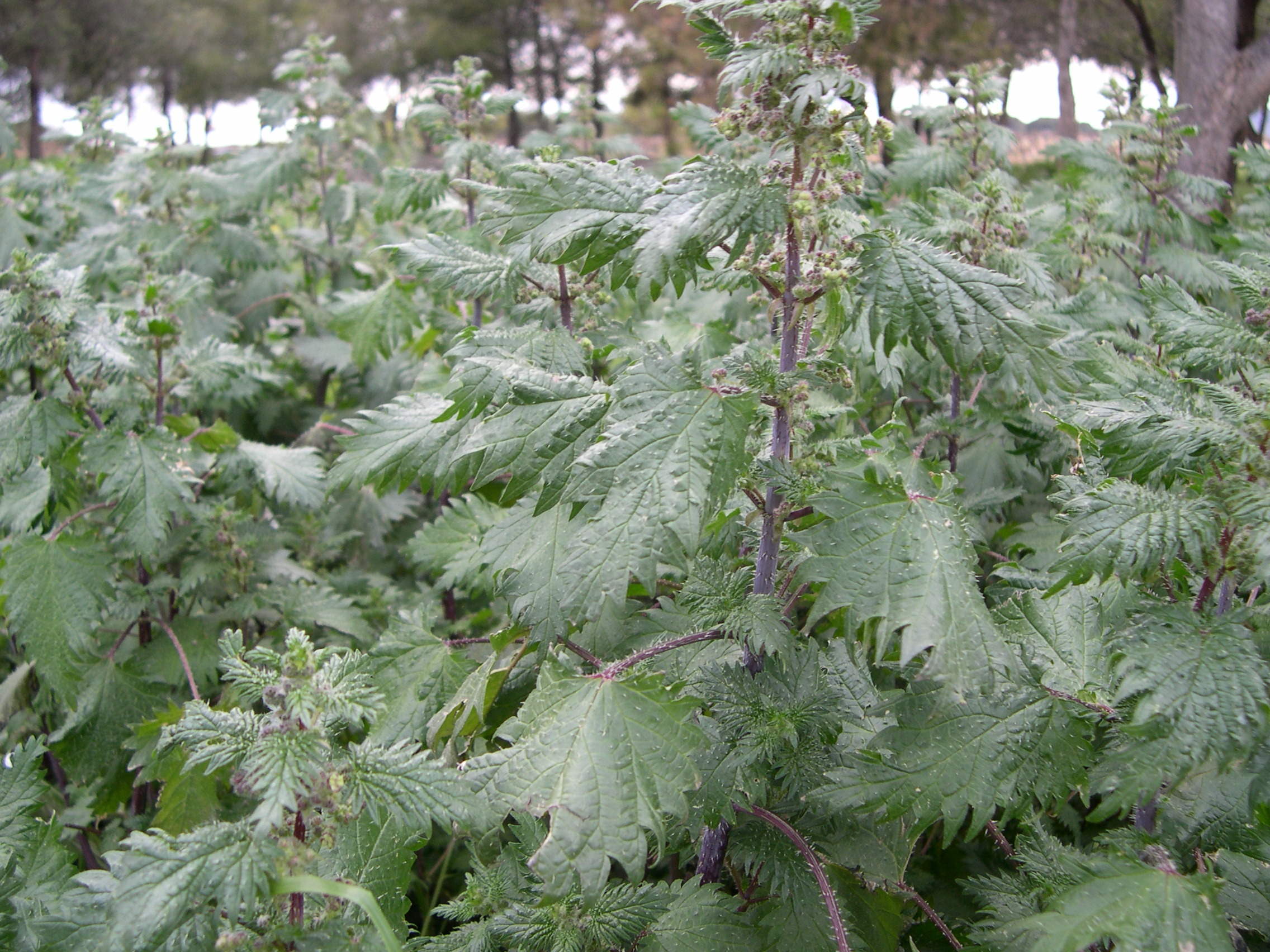 urtica_pilulifera1md