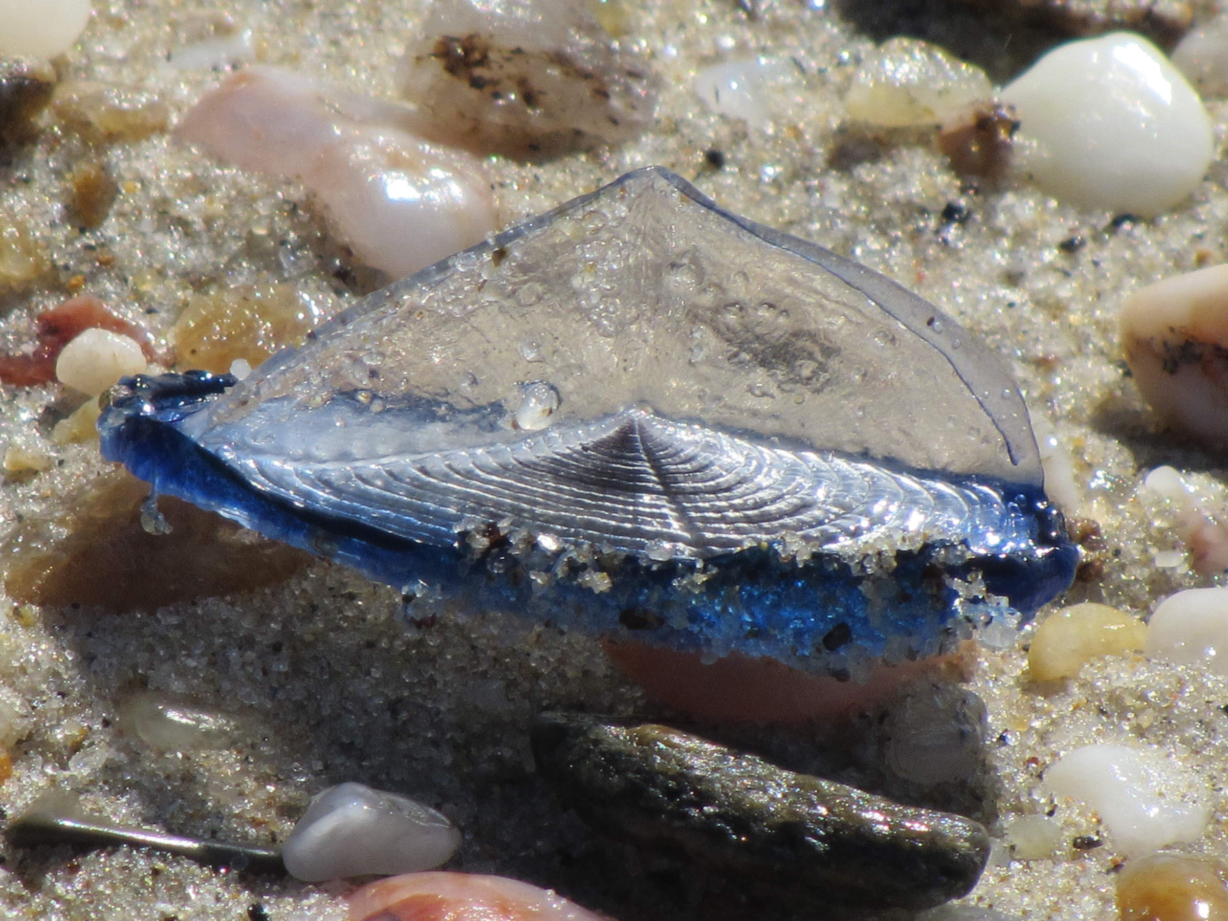 velella_velella3mv
