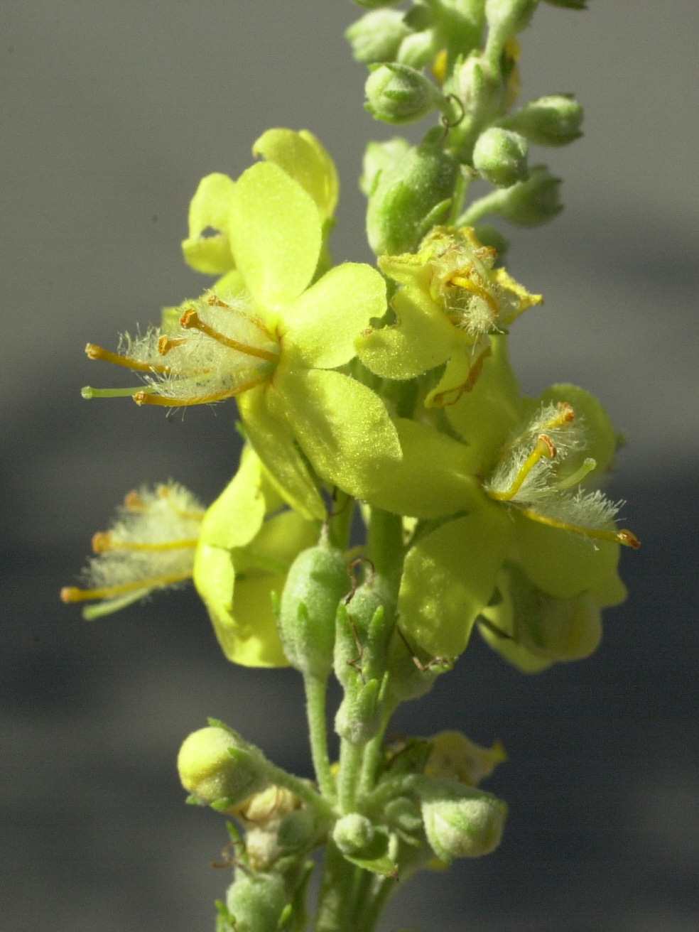 verbascum_lychnitis3md