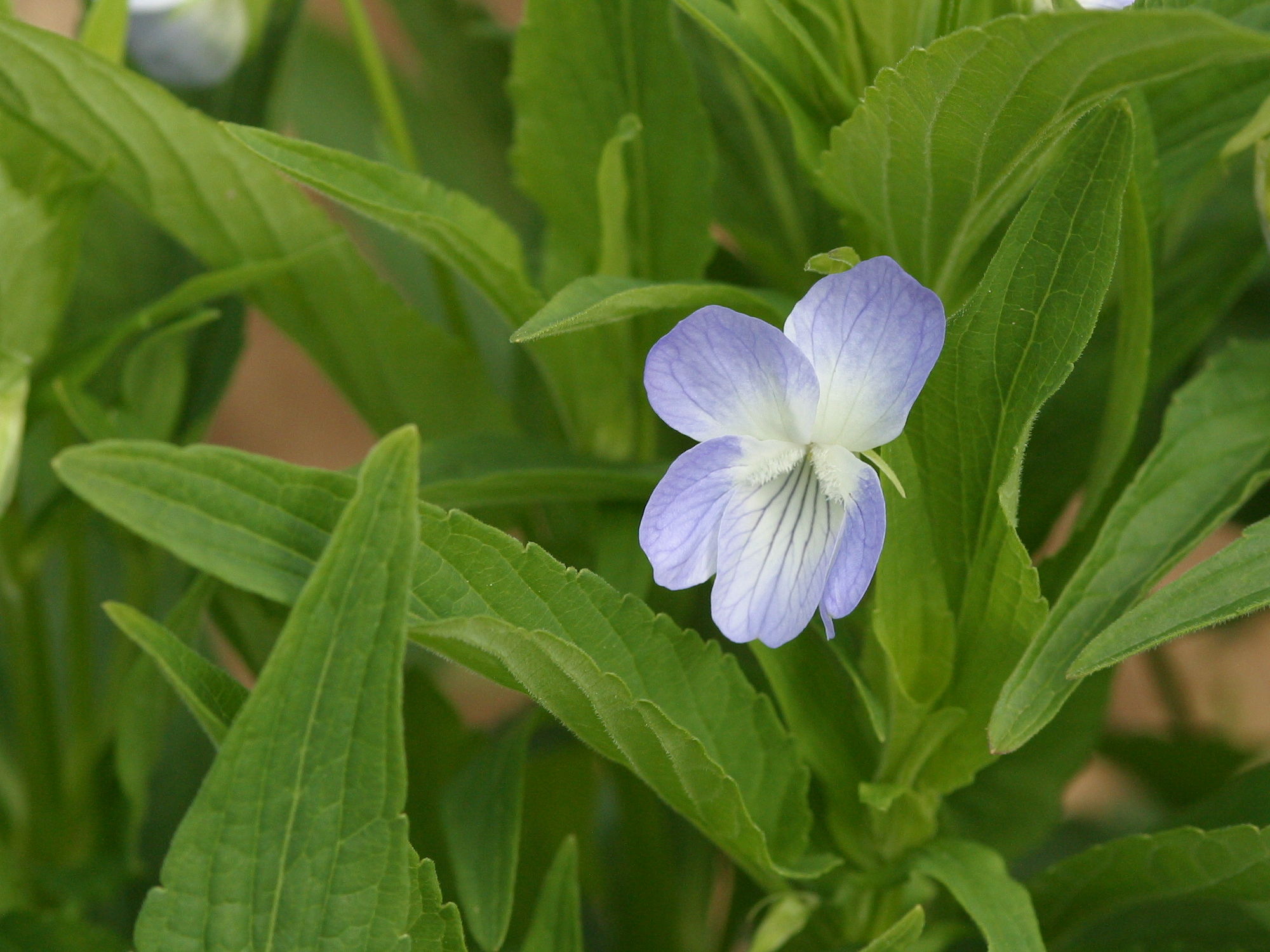 Afficher le média viola_elatior2md viola_elatior2md