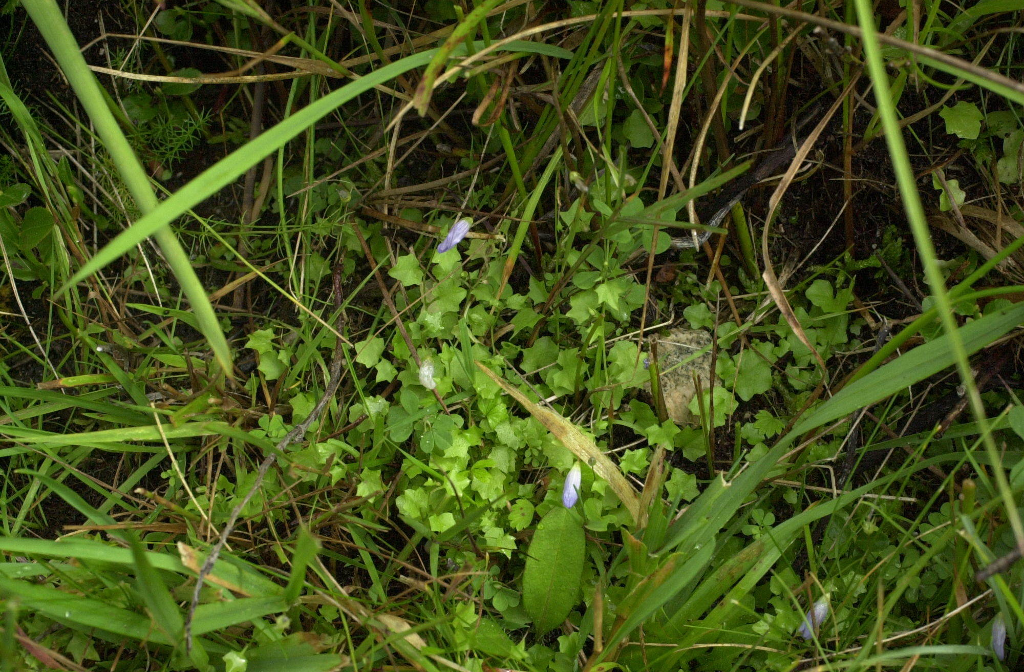 Afficher le média wahlenbergia_hederacea1md wahlenbergia_hederacea1md