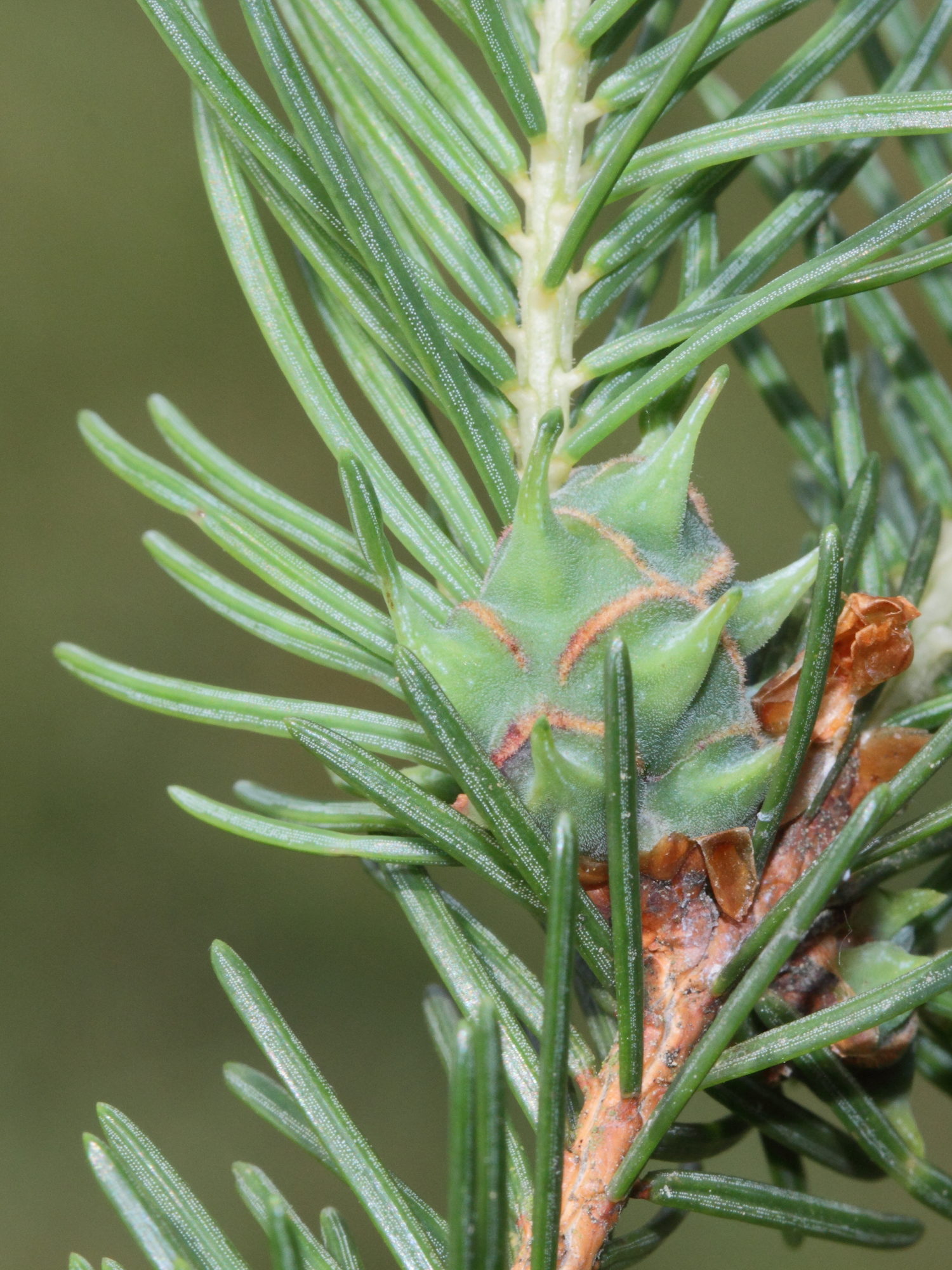 adelges_abietis_galle2md