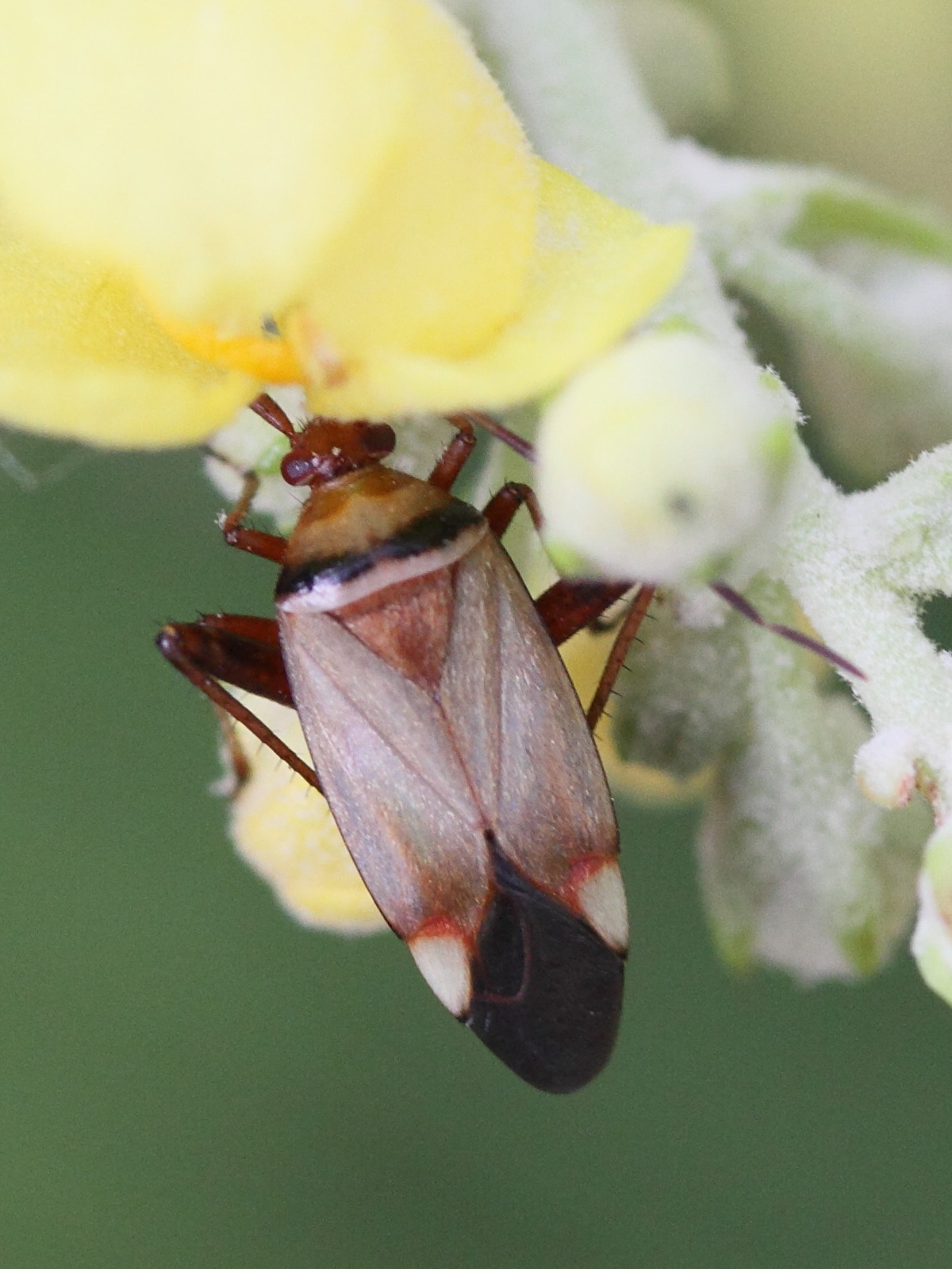 adelphocoris_vandalicus1md