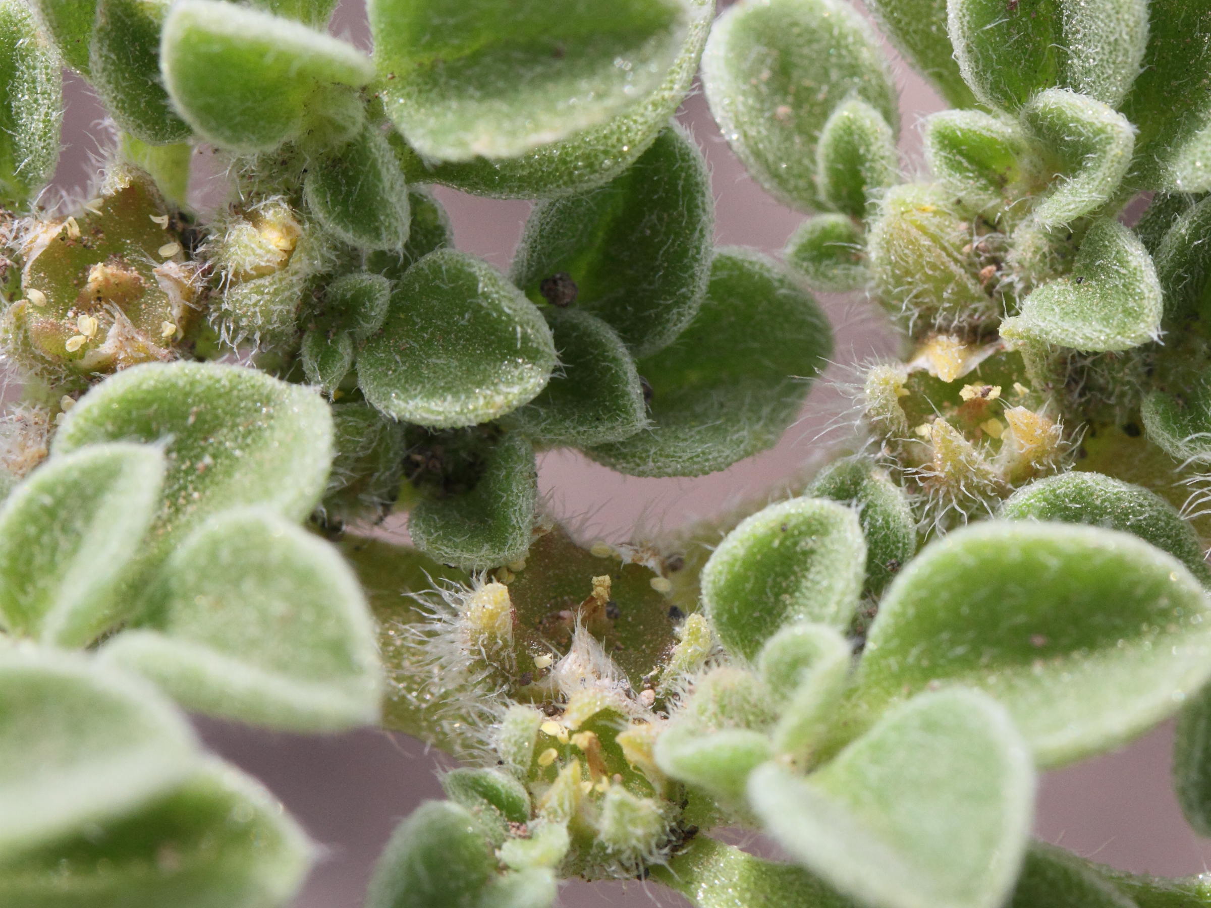 aizoon_canariense5md