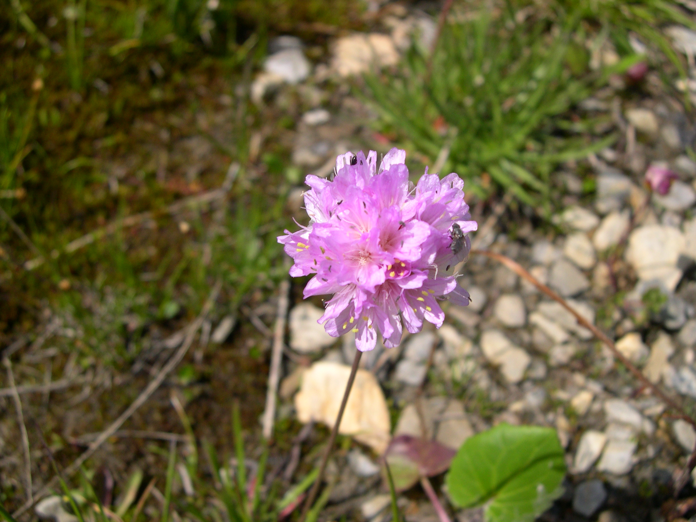 allium_senescens_montanum2md