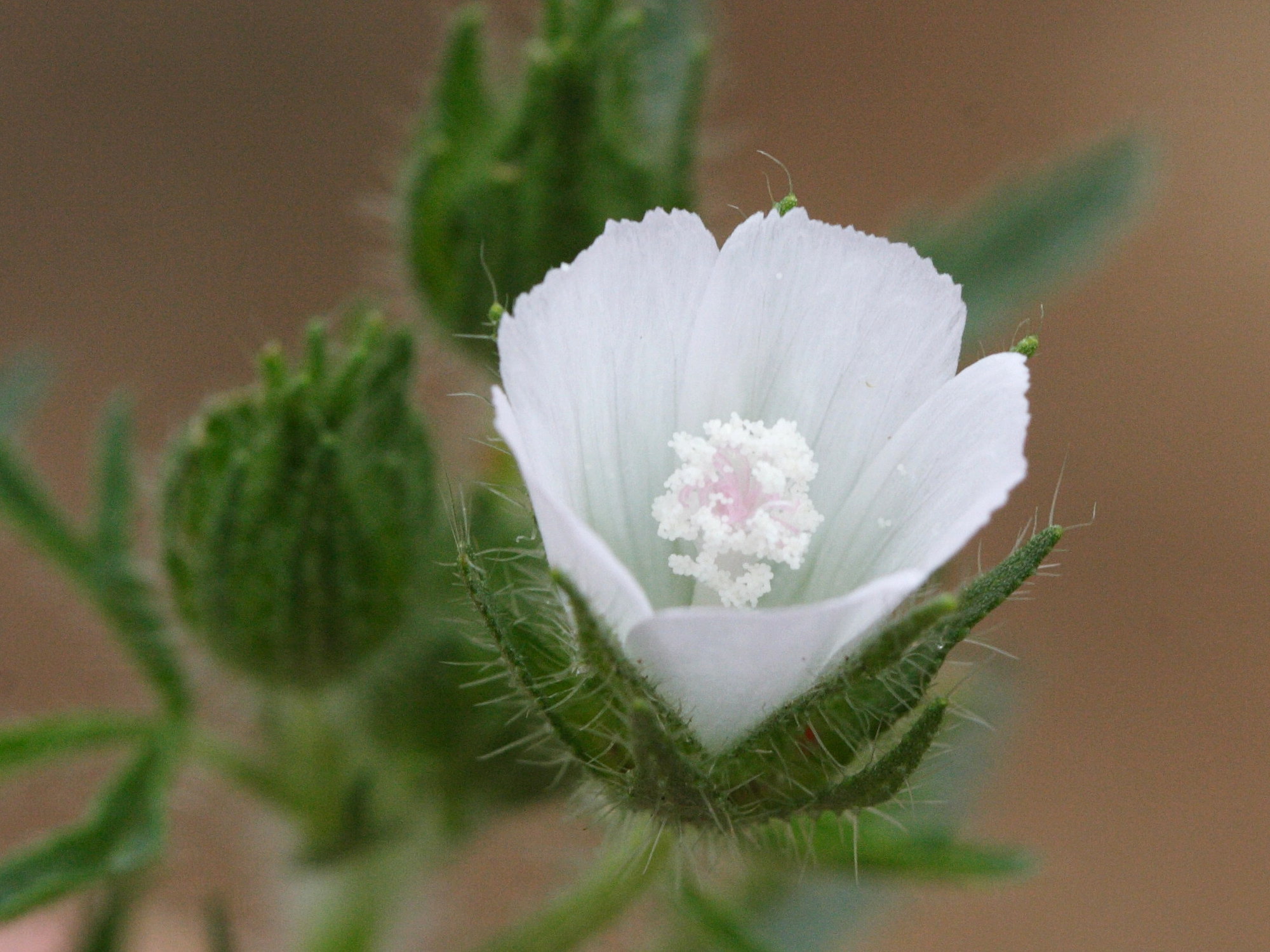 althaea_hirsuta3md
